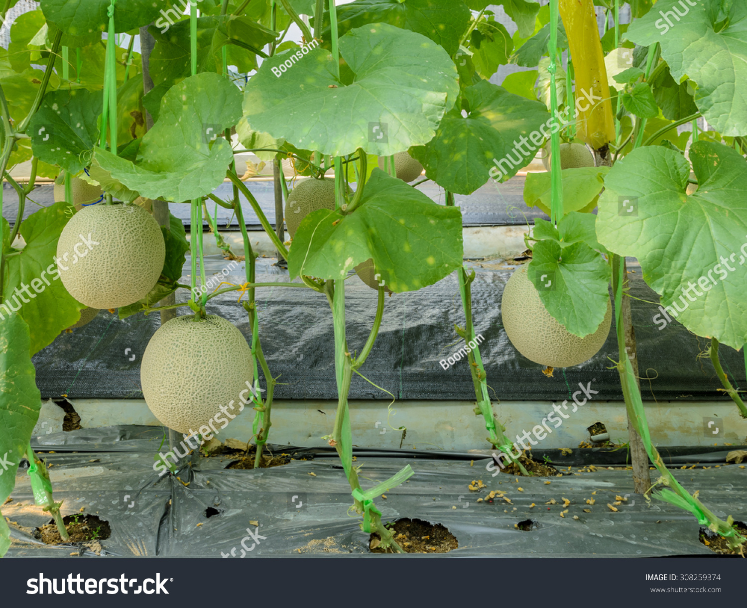 Melon Cantaloupe Honeydew Fruit On Tree Stock Photo 308259374 Shutterstock Melon Cantaloupe Honeydew Fruit On Tree Stock Photo 308259374 Shutterstock