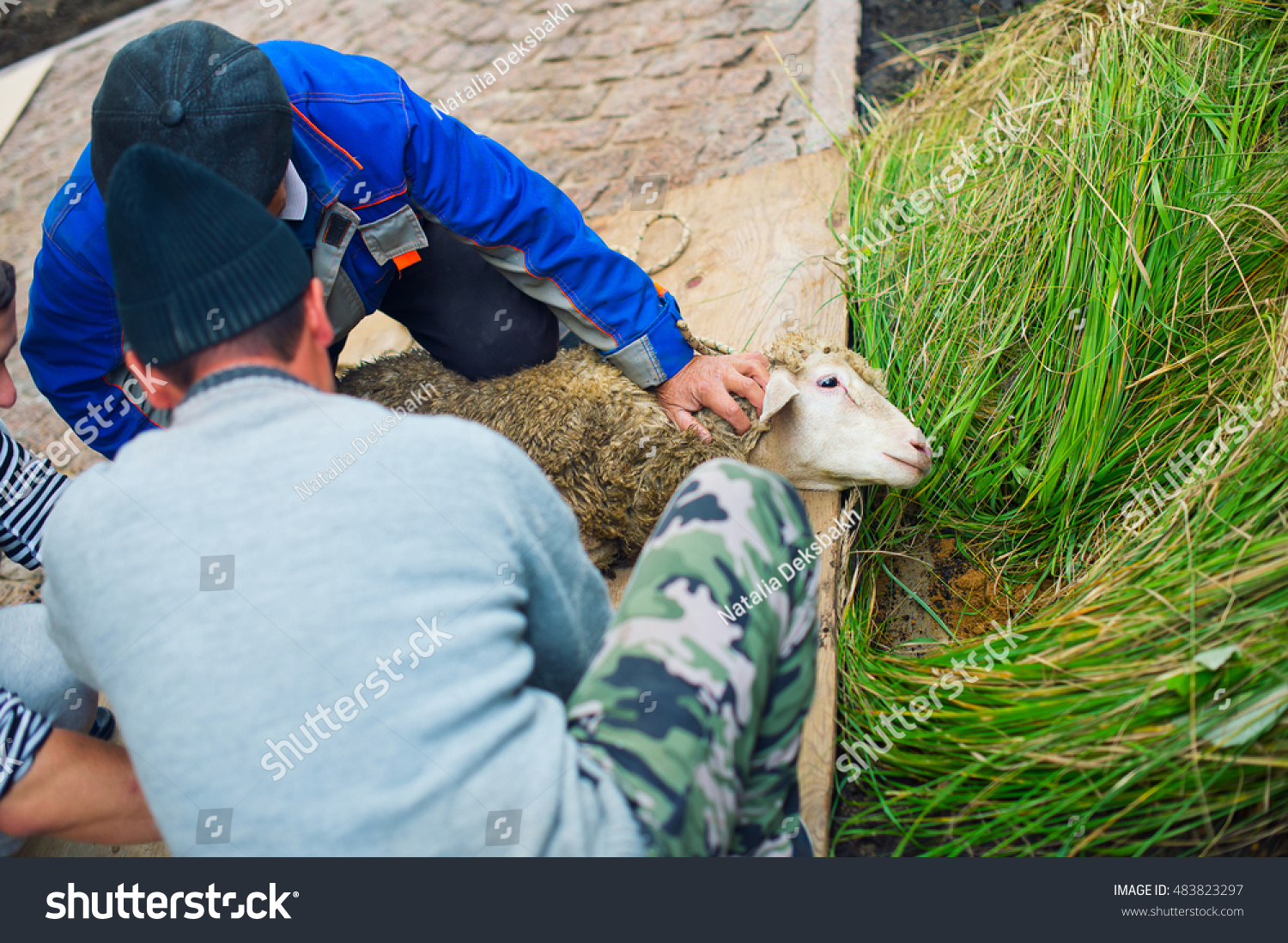 Men Ready Kill Ritual Sheep Muslim Stock Photo 483823297 