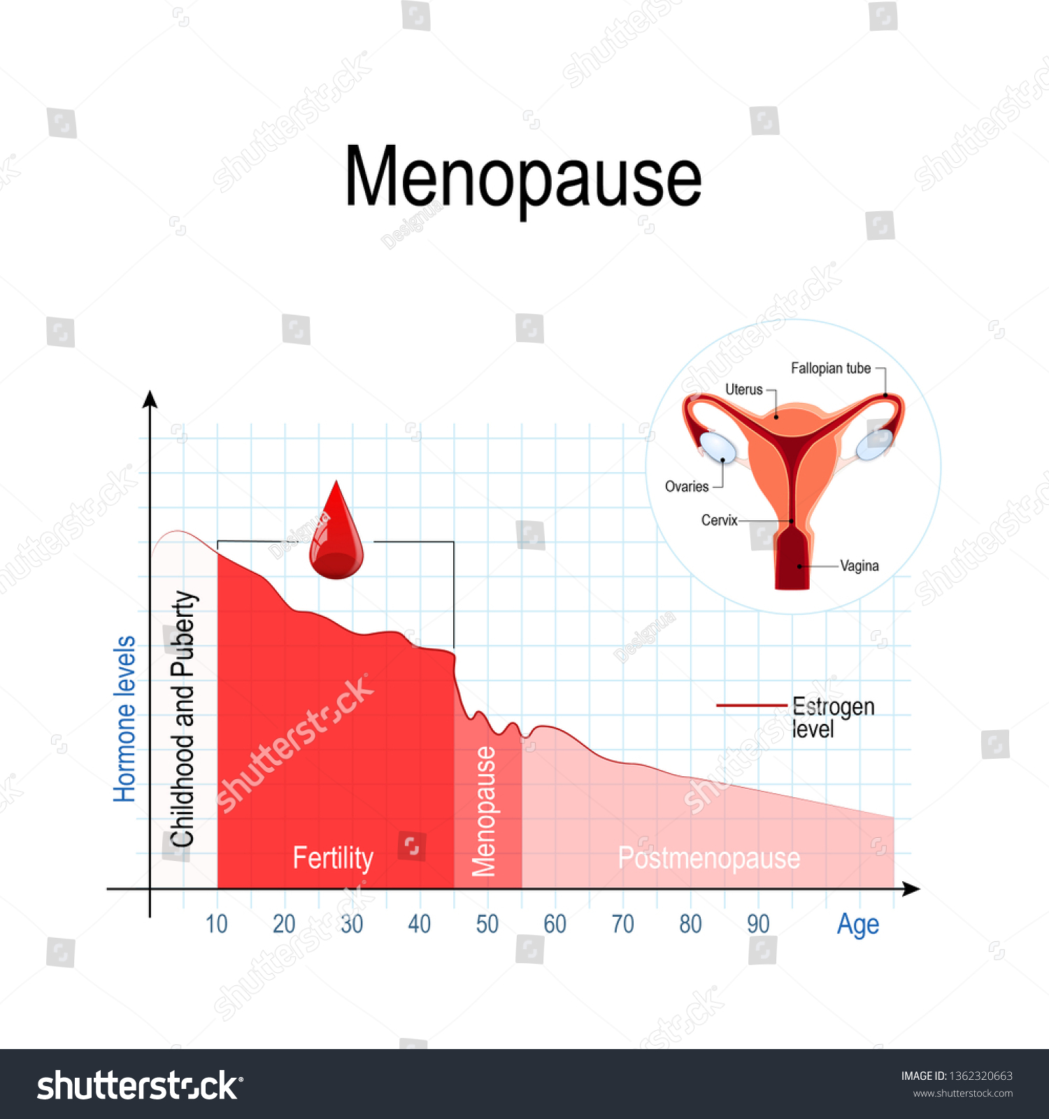 Menopause Chart Estrogen Level Aging Fluctuation Stock Illustration 1362320663 Shutterstock 6317