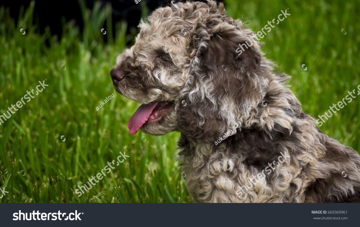 merle labradoodle puppy