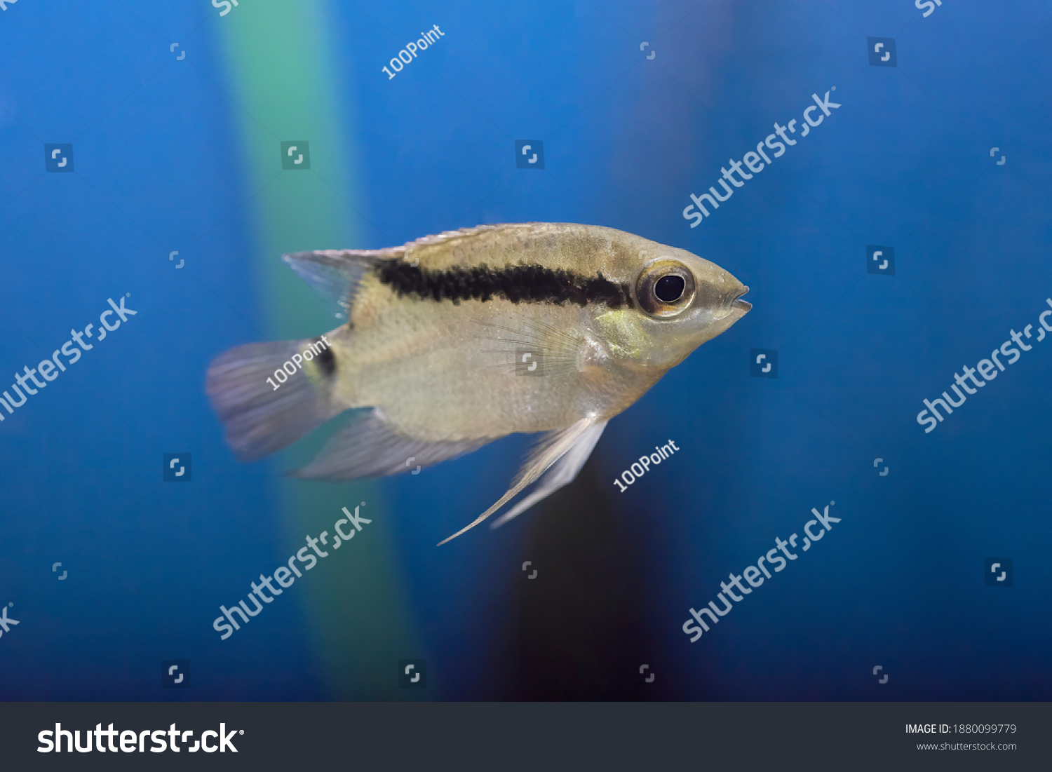 Mesonauta Festivus Private Aquarium Stock Photo 1880099779 | Shutterstock