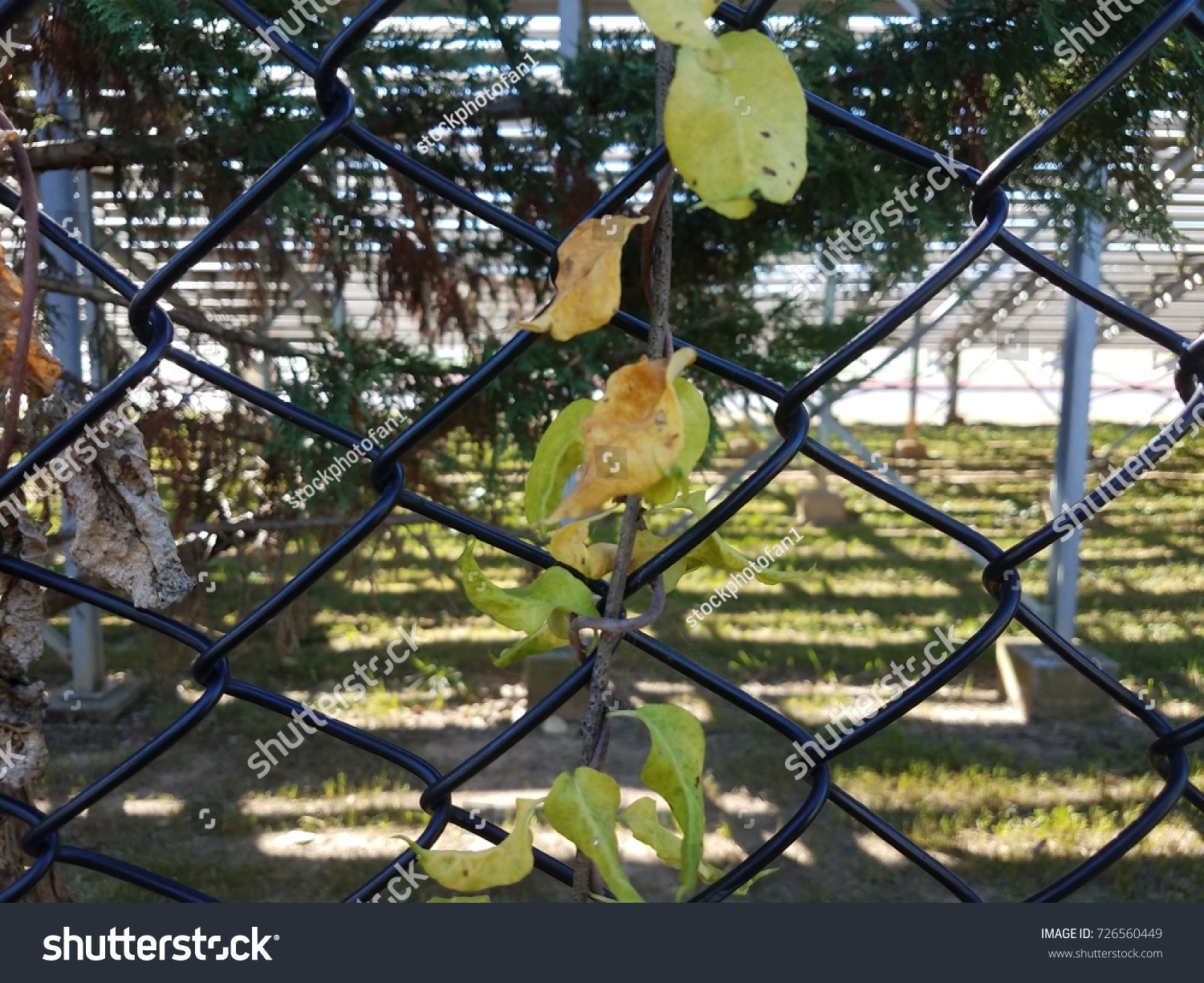 Metal Chain Link Fence Vines Growing Stock Photo 726560449 Shutterstock