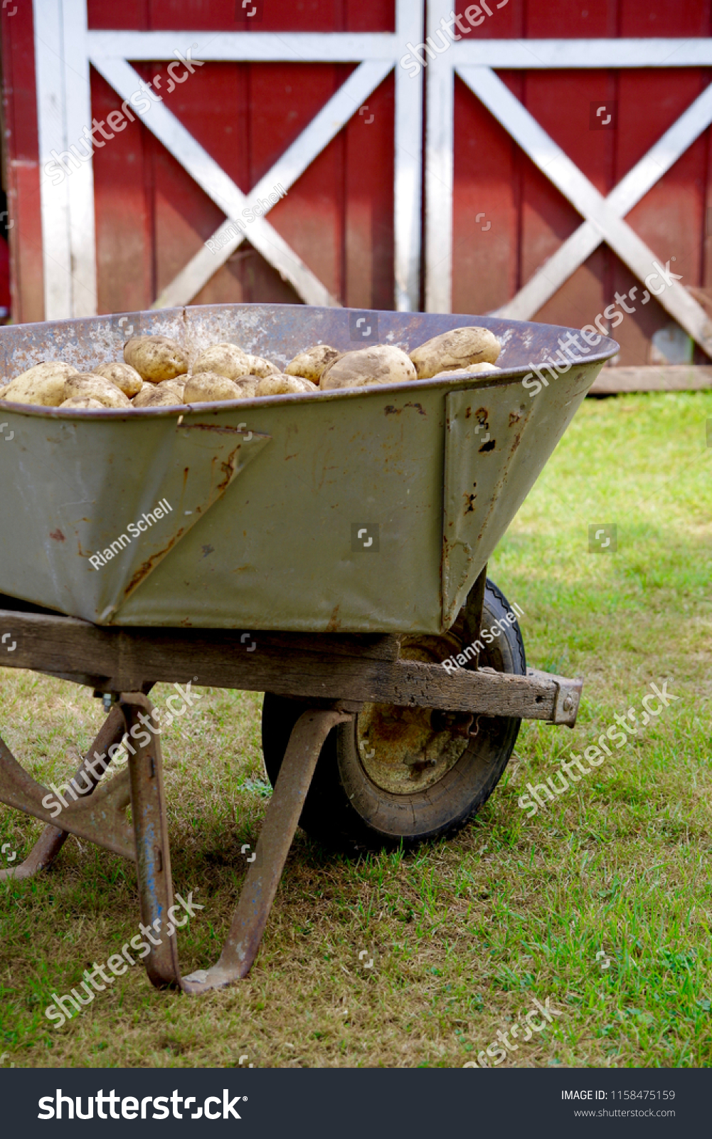 Metal Wheelbarrow Filled Organic Potatoes Front Stock Photo Edit