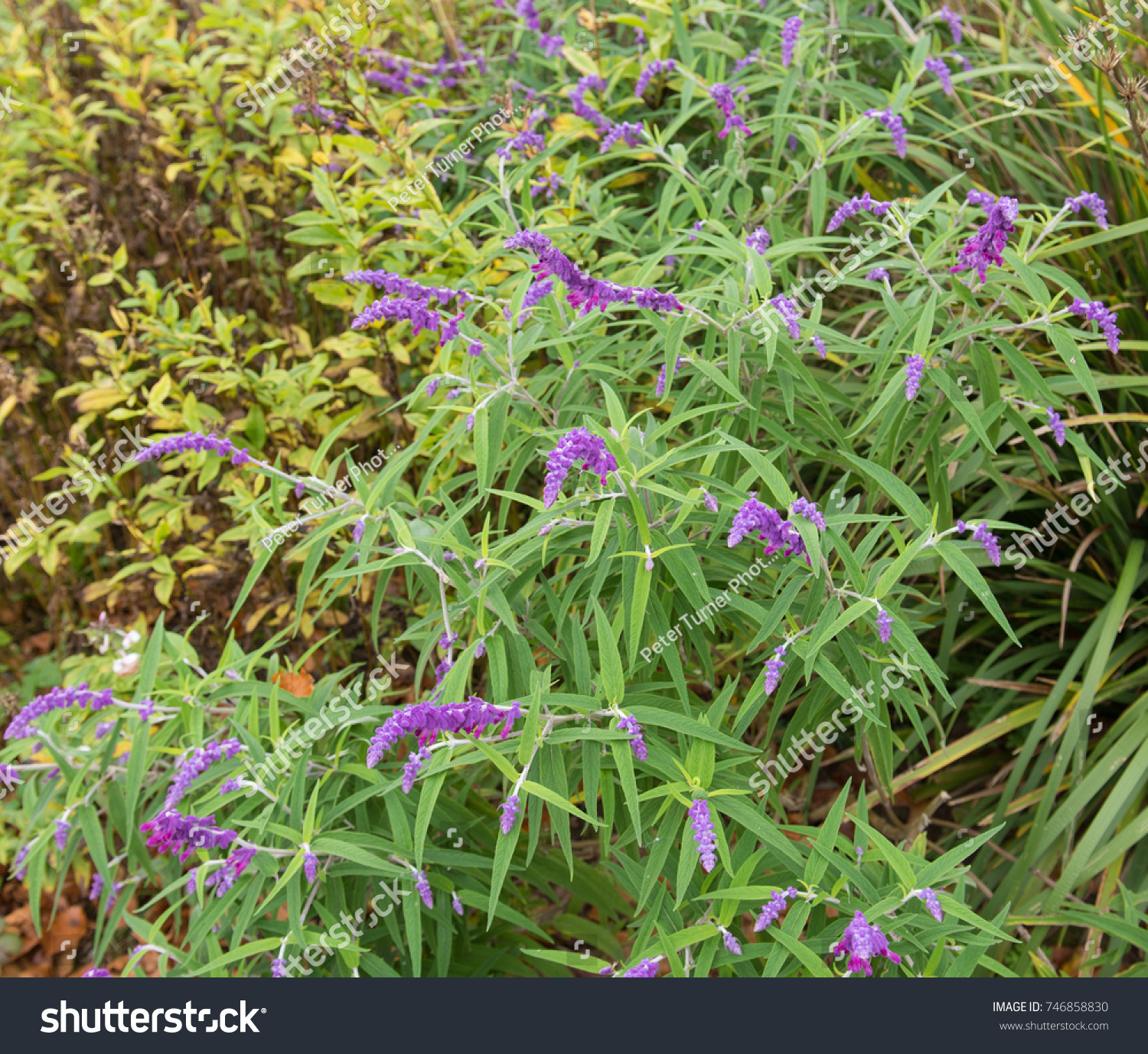 Mexican Bush Sage Salvia Leucantha Country Stockfoto Jetzt