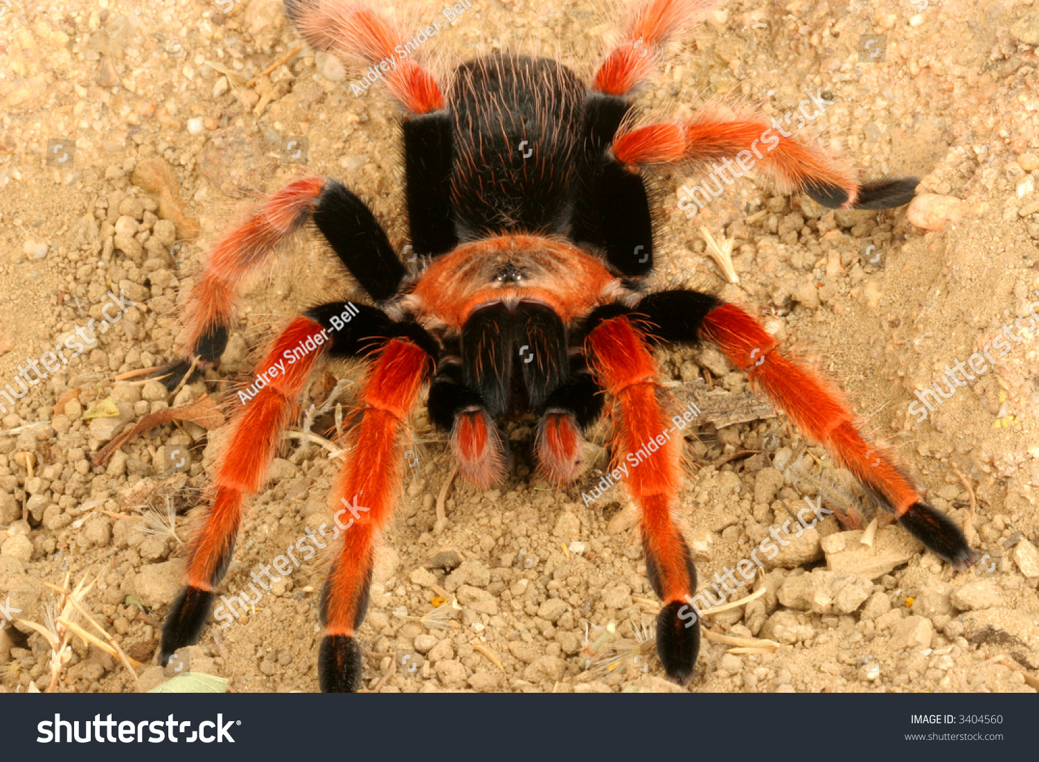 Mexican Fireleg Tarantula Brachypelma Boehmei Stock Photo 3404560 ...