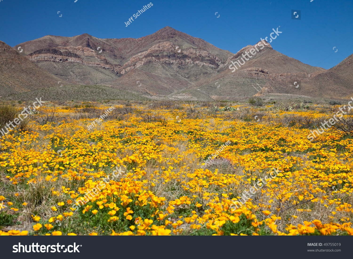 Mexican Gold Poppies Foot Franklin Mountains Stock Photo 49755019 ...