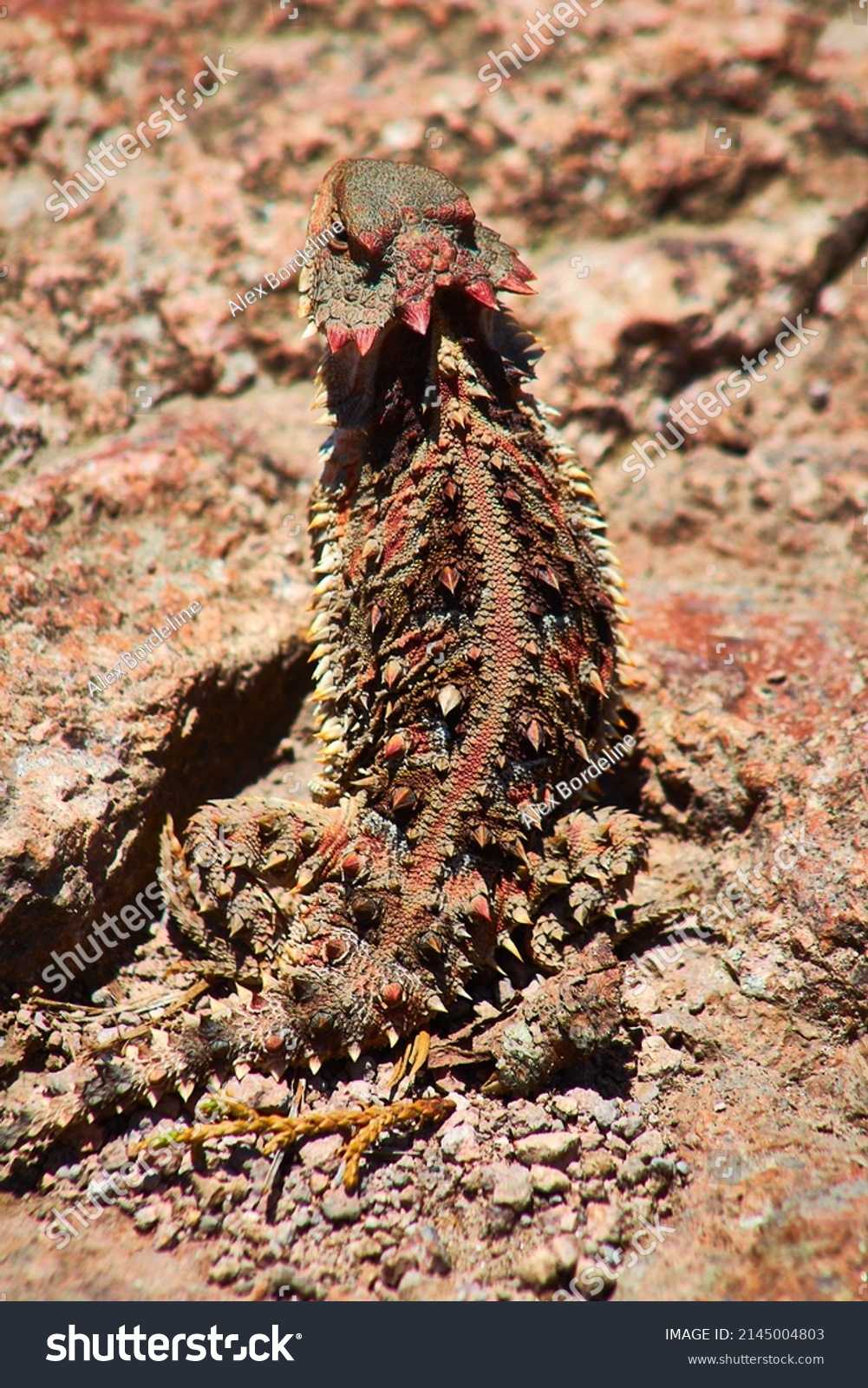 Mexican Plateau Horned Lizard Reptil Form Stock Photo 2145004803   Stock Photo Mexican Plateau Horned Lizard Reptil With Form Of Dragon Or Dinosaur With Red Torns In Mexiquillo 2145004803 