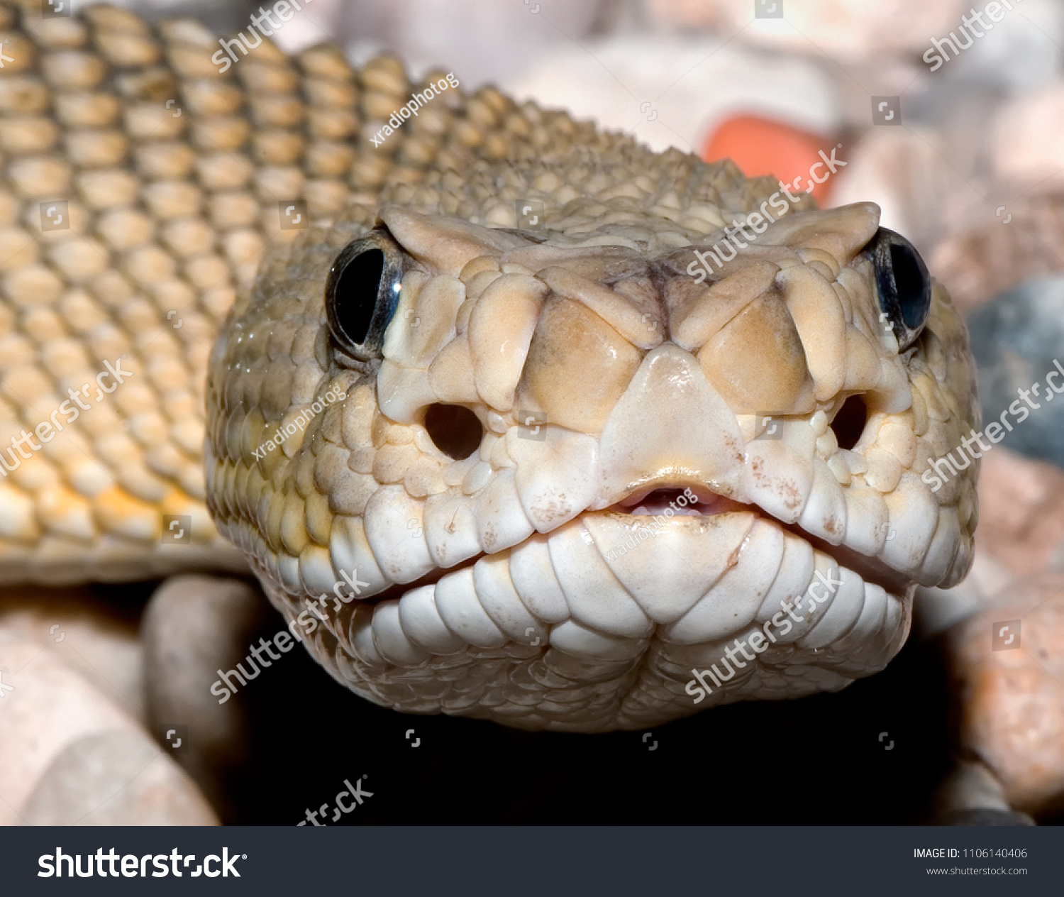 Mexican rattlesnake Images, Stock Photos & Vectors | Shutterstock