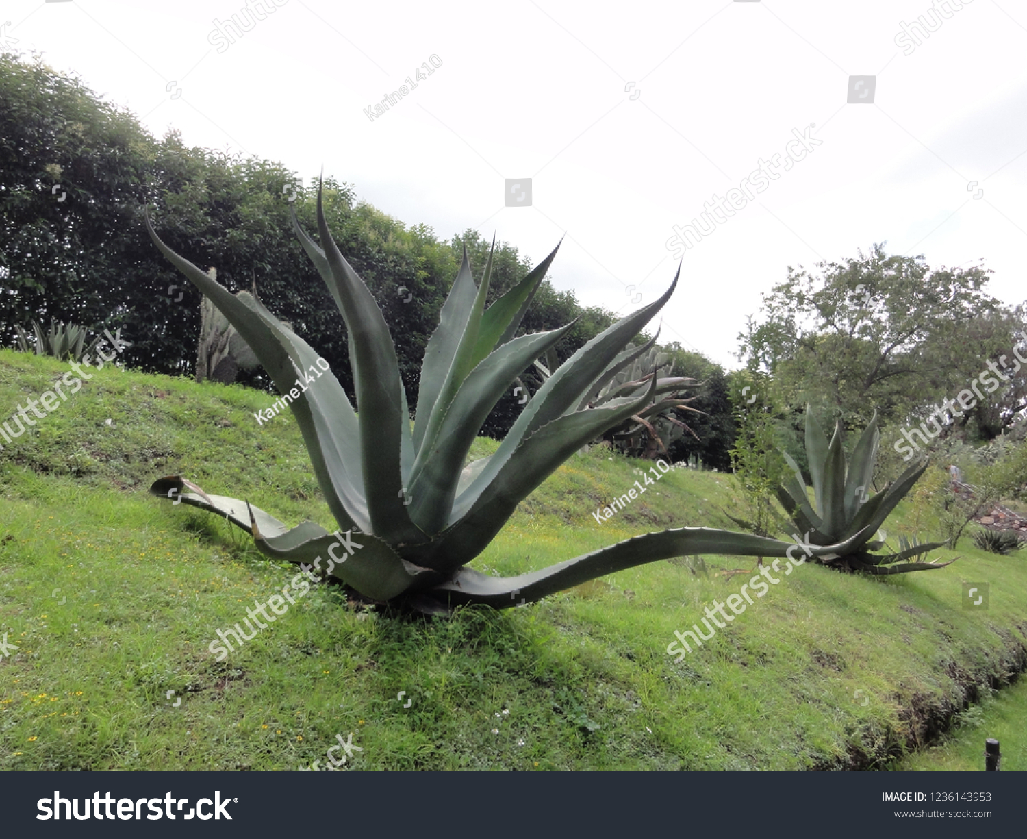 Mexico Teotihuacan Aloe Vera Cactus Plants Stock Photo Edit Now 1236143953