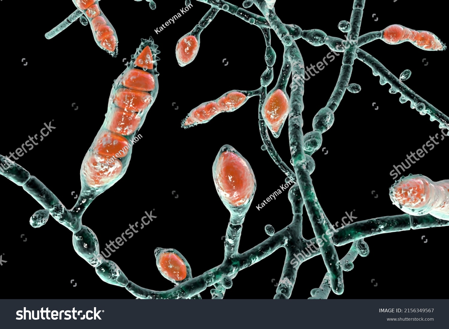 8,941 Microscopic fungi Images, Stock Photos & Vectors | Shutterstock