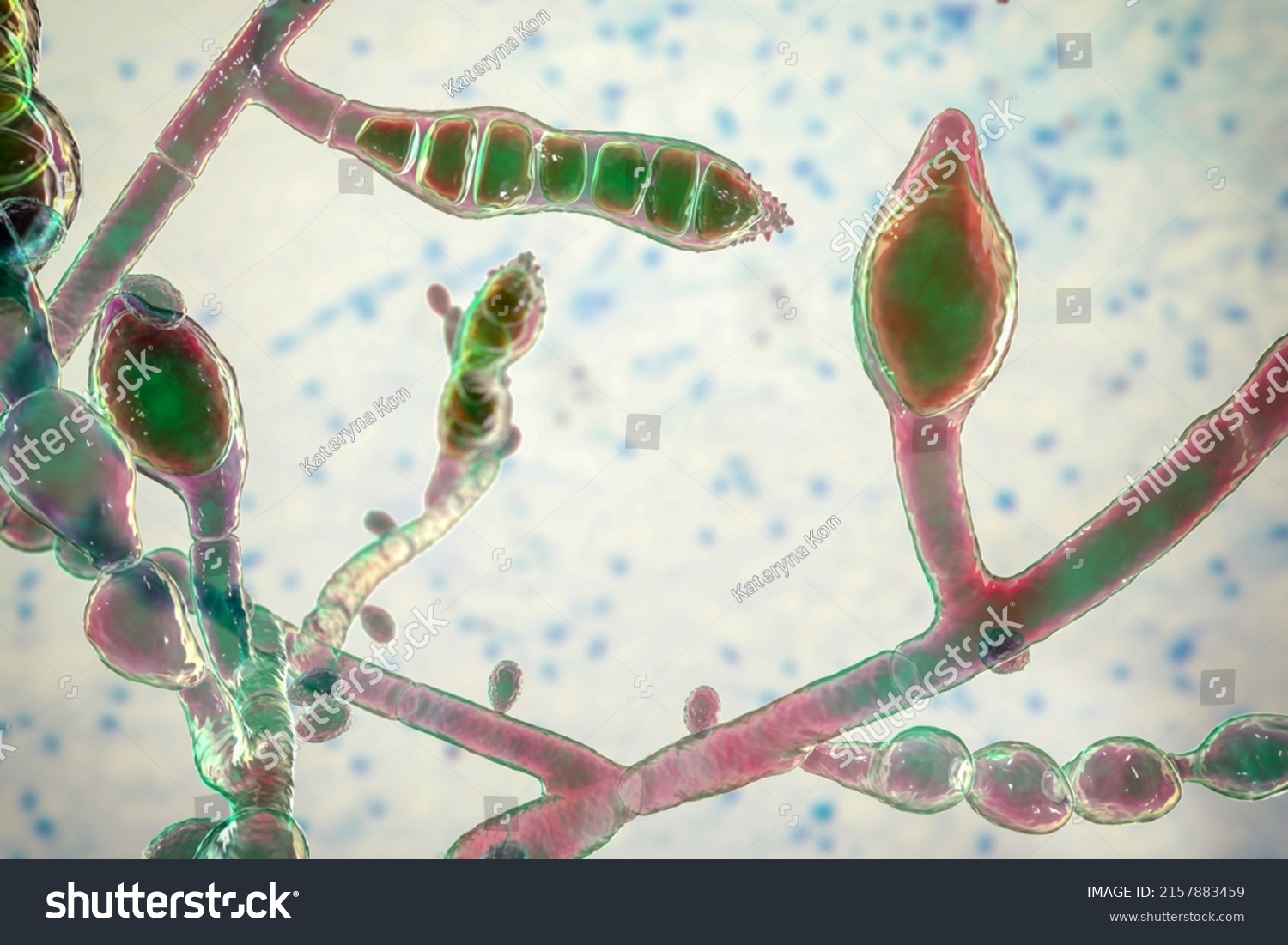 Microscopic Fungi Microsporum Audouinii 3d Illustration Stock 