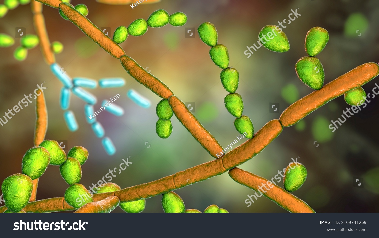 Arthroconidia Images, Stock Photos & Vectors | Shutterstock