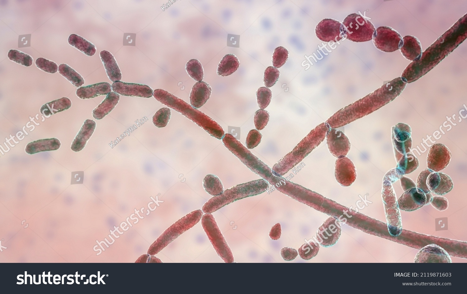 5,806 Hyphae Images, Stock Photos & Vectors | Shutterstock