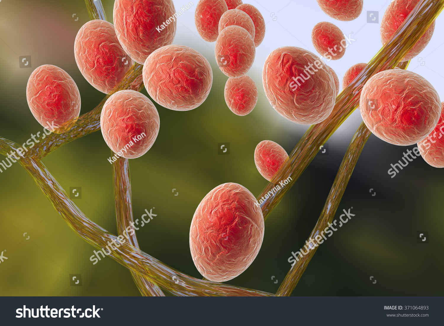 Trichophyton Rubrum Microscope 7335