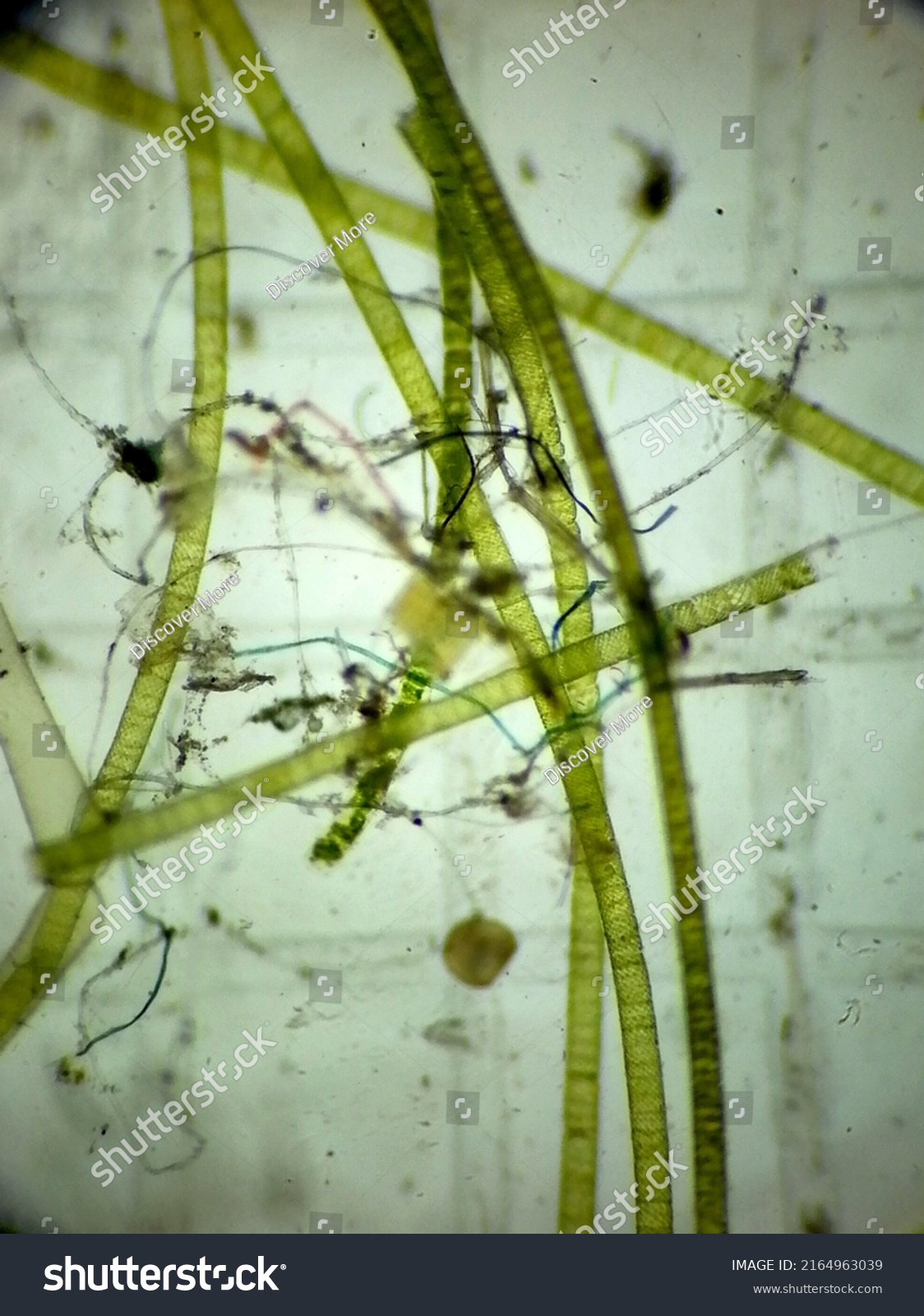 Microscopic Image Algae Found Freshwater Stock Photo 2164963039 ...