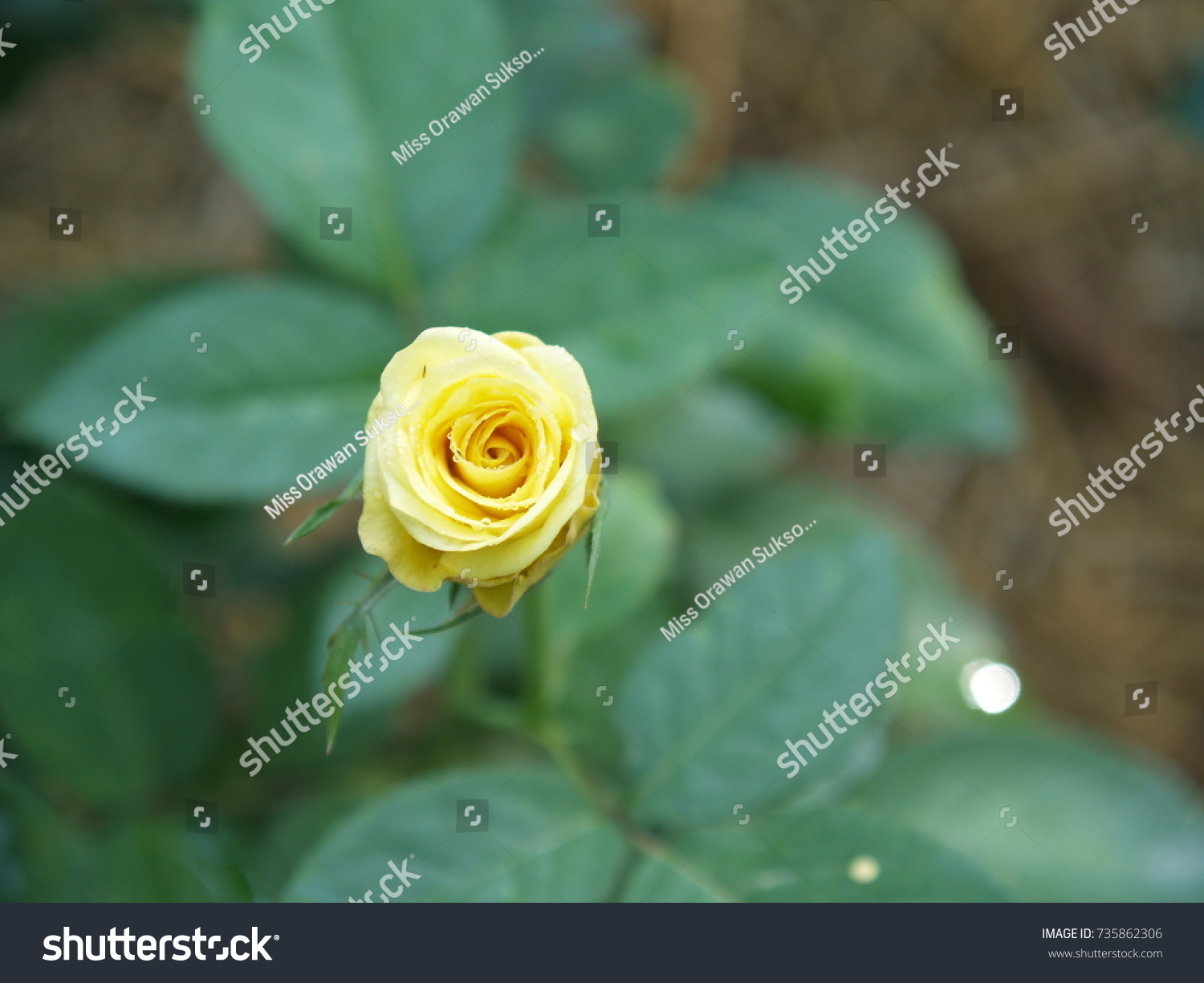 Midas Touch Yellow Rose Stock Photo 735862306 | Shutterstock