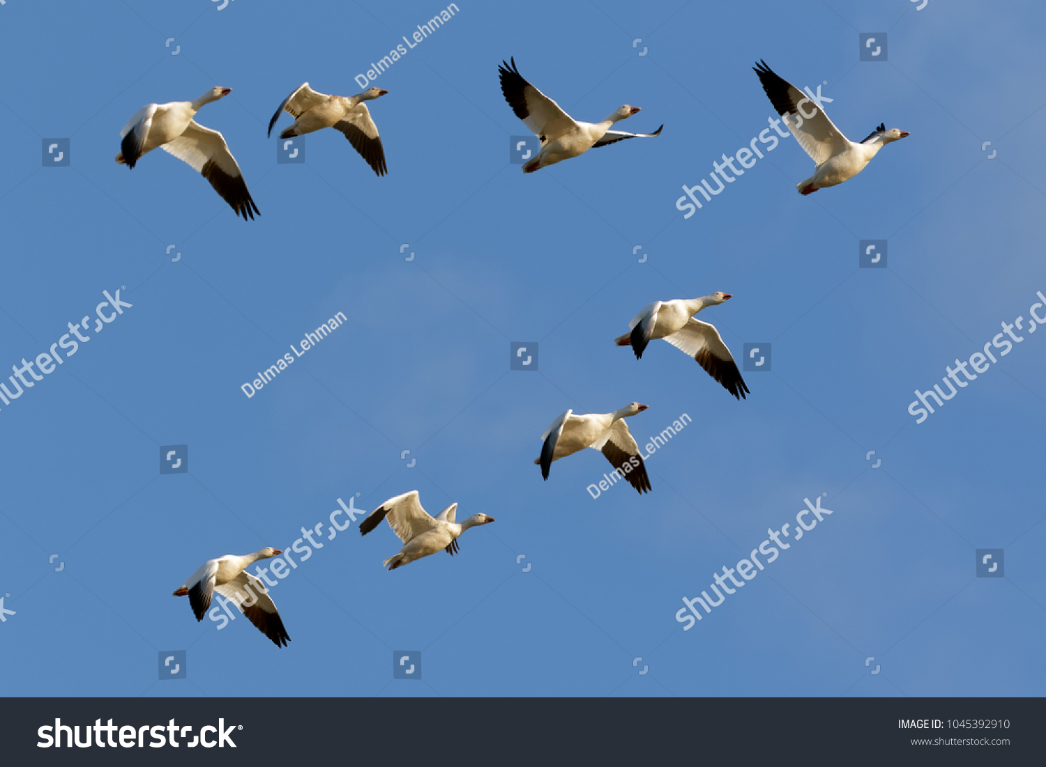 34,793 Group of geese Images, Stock Photos & Vectors | Shutterstock