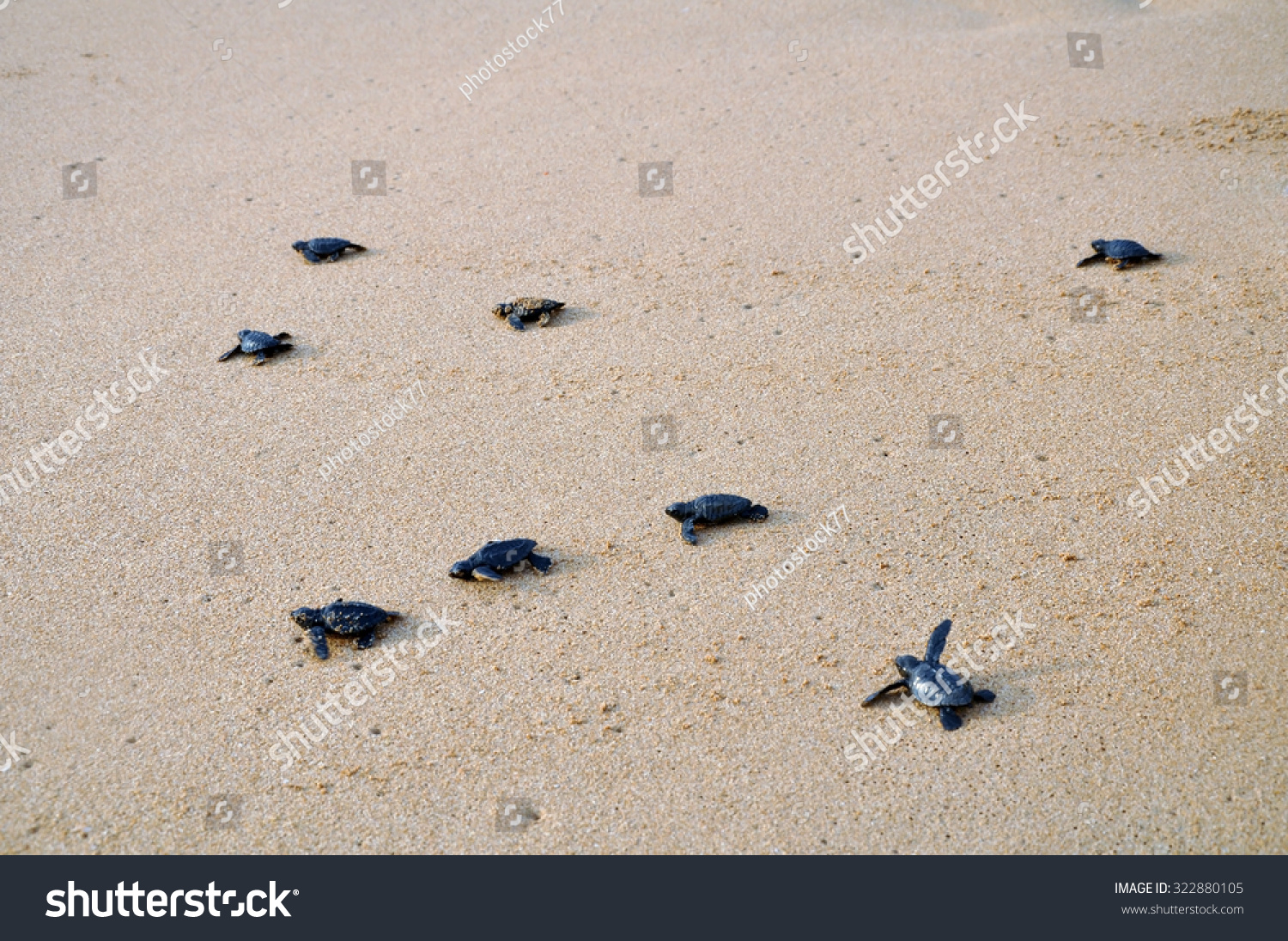 Migration Of The Small Turtles Stock Photo 322880105 : Shutterstock