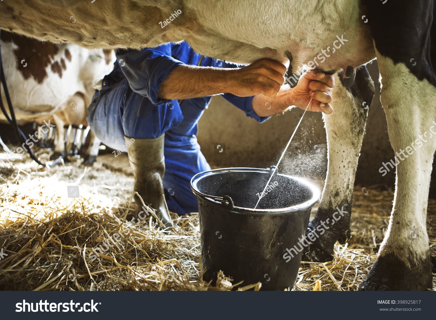 Milking Cow Stock Photo 398925817 : Shutterstock