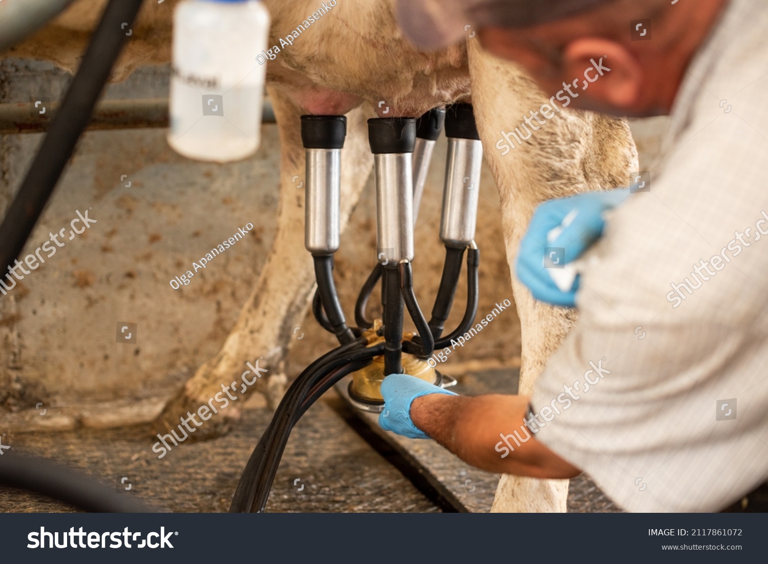 Milking Machine On Udder Cow Close Stock Photo Shutterstock