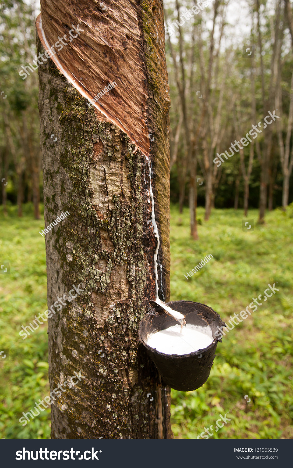 Milky Latex Extracted Rubber Tree Hevea Stock Photo 121955539 ...