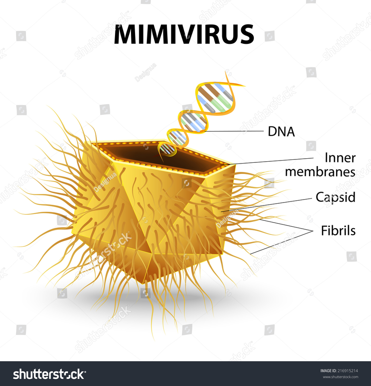 Mimivirus. Structure Of Virions Mimi Virus. Virus Particles. Mimivirus ...