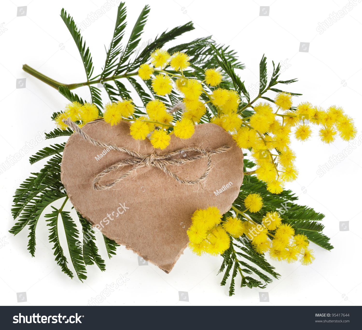  Yellow Classic  Template Design Featuring Mimosa Acacia Flowers