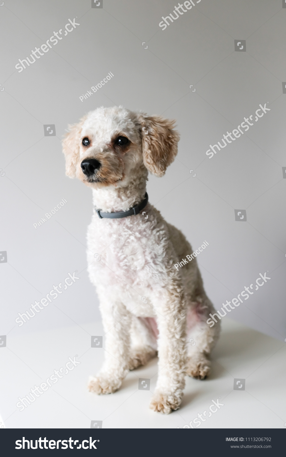 french poodle puppy