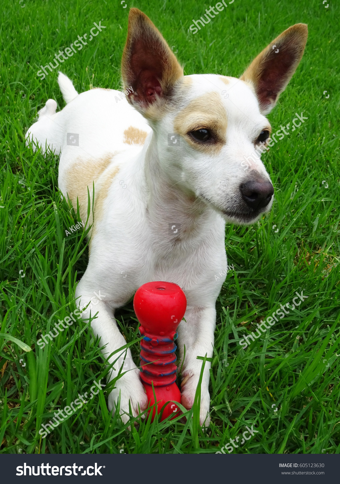 Mini Fox Terrier Cross Chihuahua On Stock Photo Edit Now 605123630