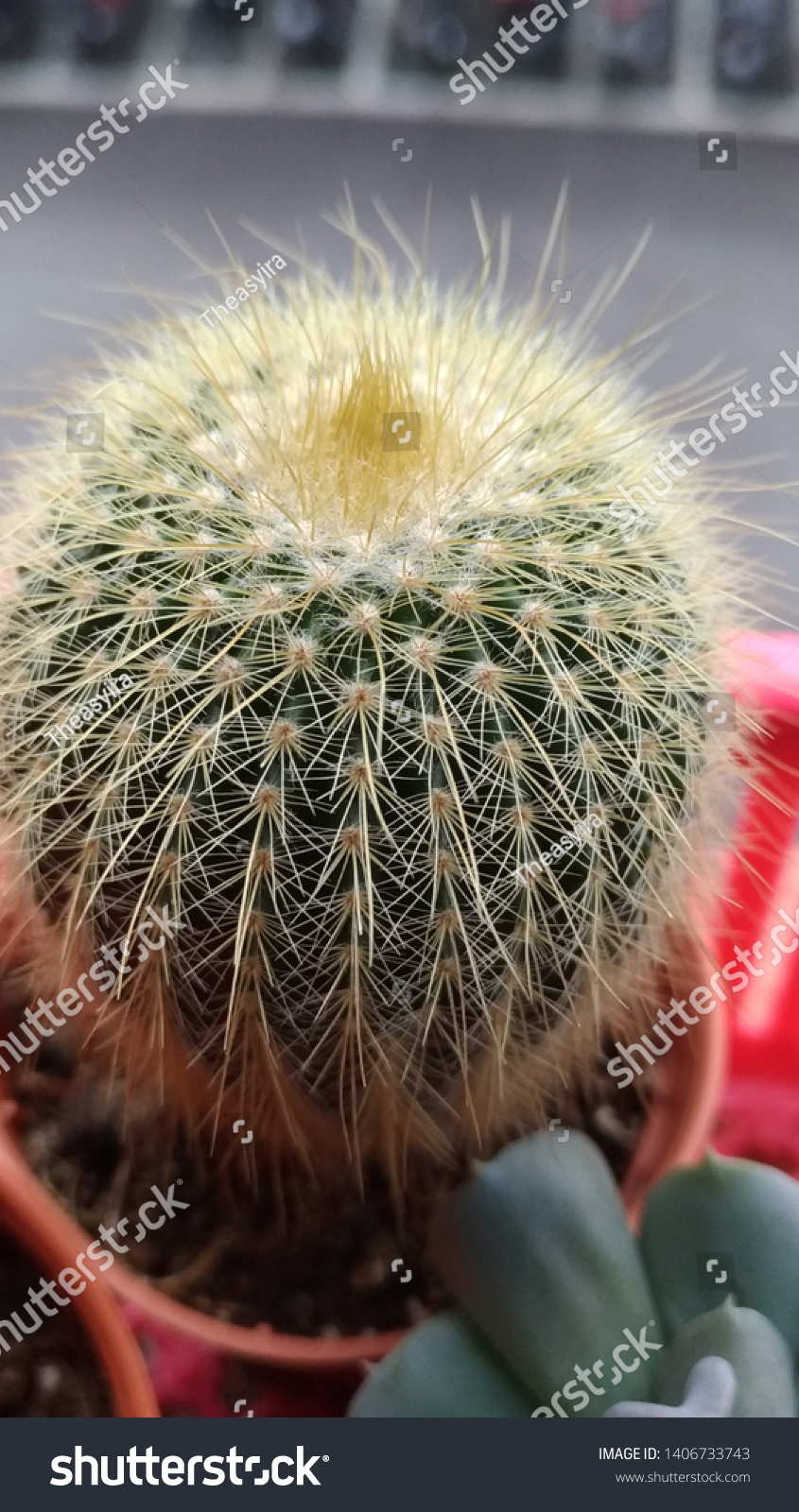 Mini Spiky Cactus Small Vase Stock Photo Edit Now 1406733743