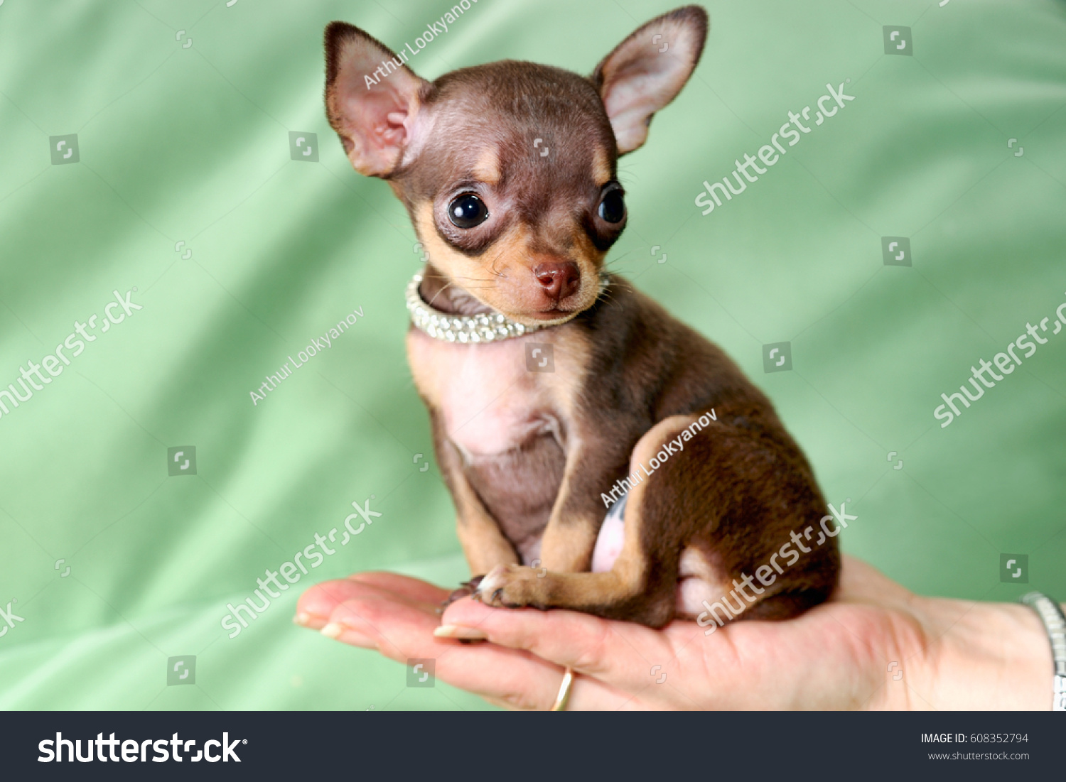 Miniature Brown Tan Shorthaired Russkiy Toy Royalty Free Stock Image