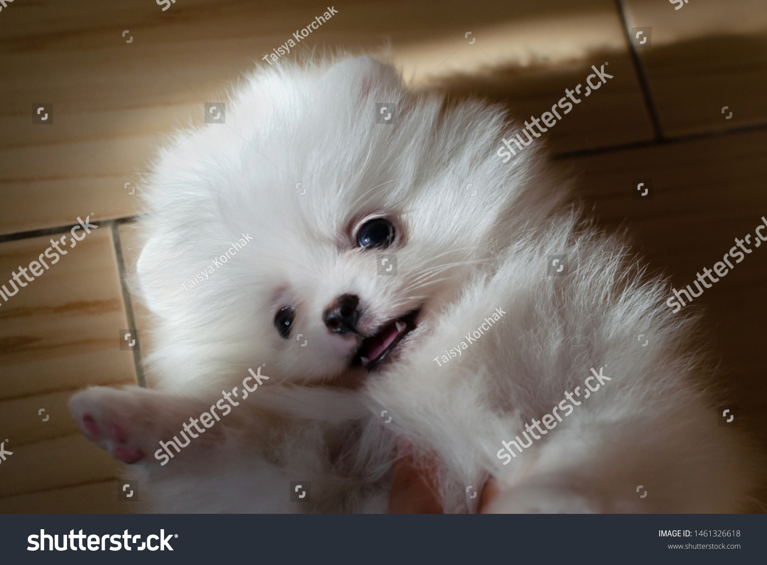 one month old pomeranian puppies