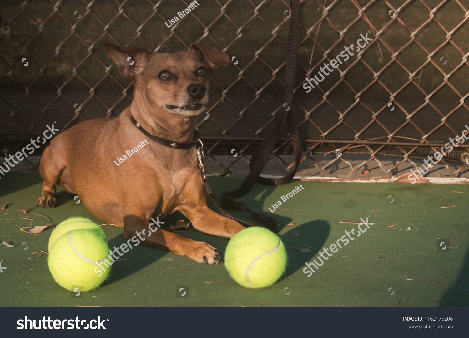 miniature tennis balls