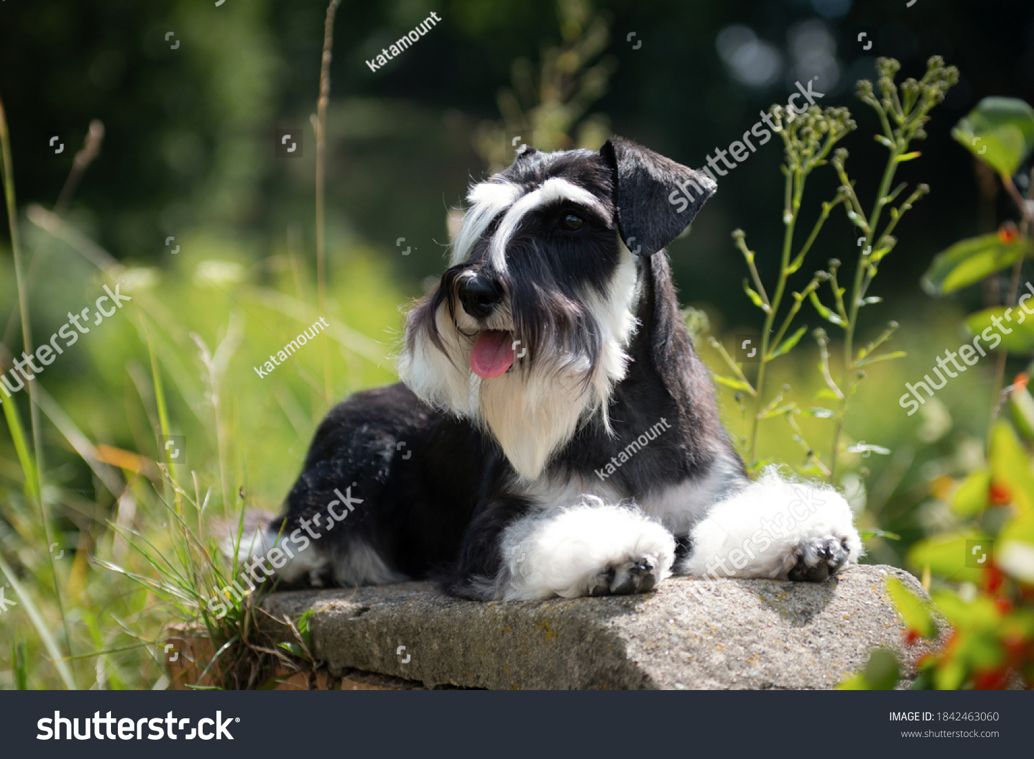 Tungue Images, Stock Photos & Vectors | Shutterstock