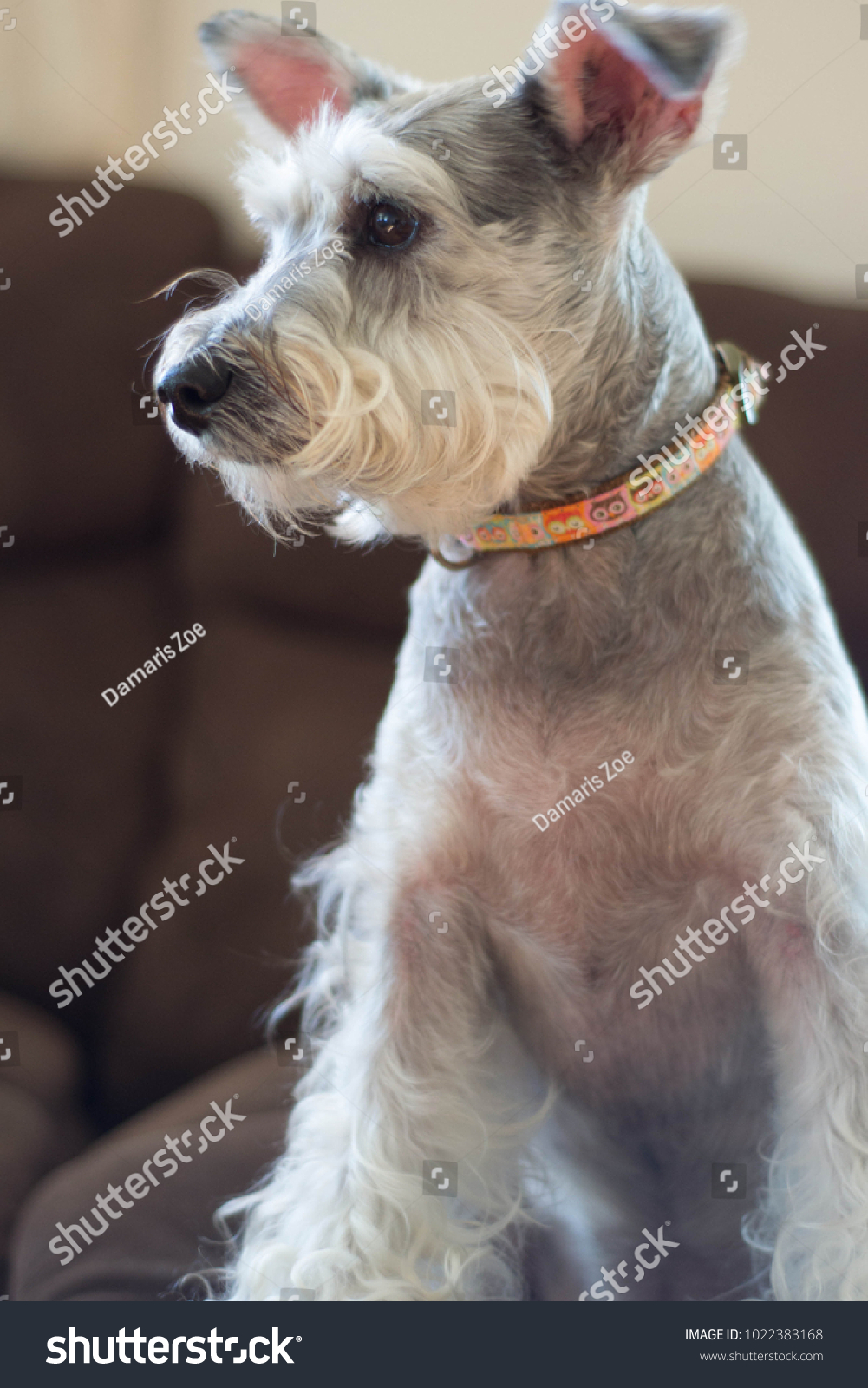 Miniature Schnauzer Grey White Dog Animals Wildlife Stock Image 1022383168