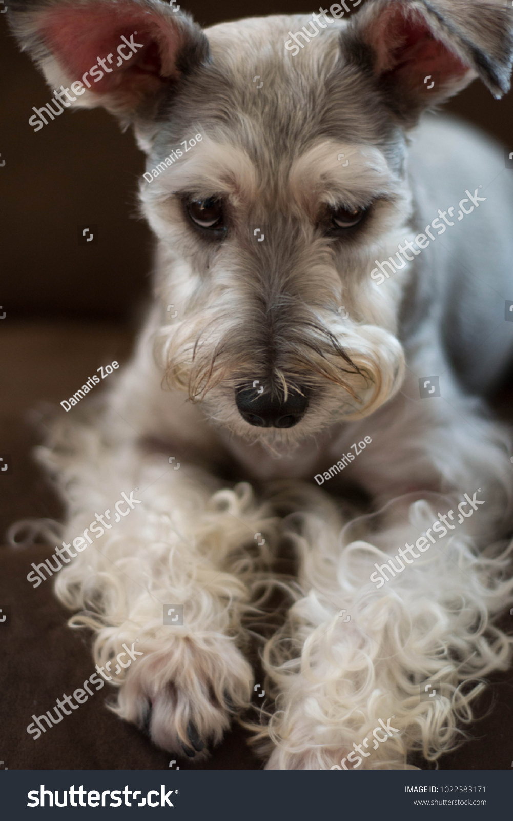 Miniature Schnauzer Grey White Dog Animals Wildlife Stock Image 1022383171