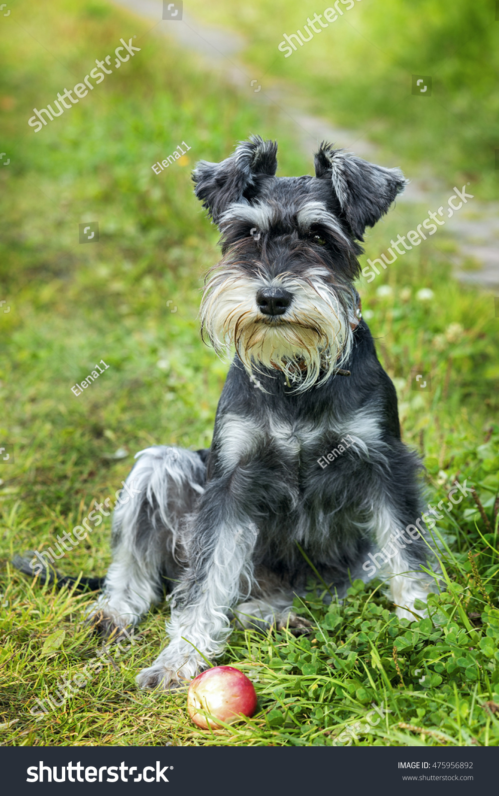 Miniature Schnauzer Sits On Grass Outdoor Stock Photo 475956892 ...