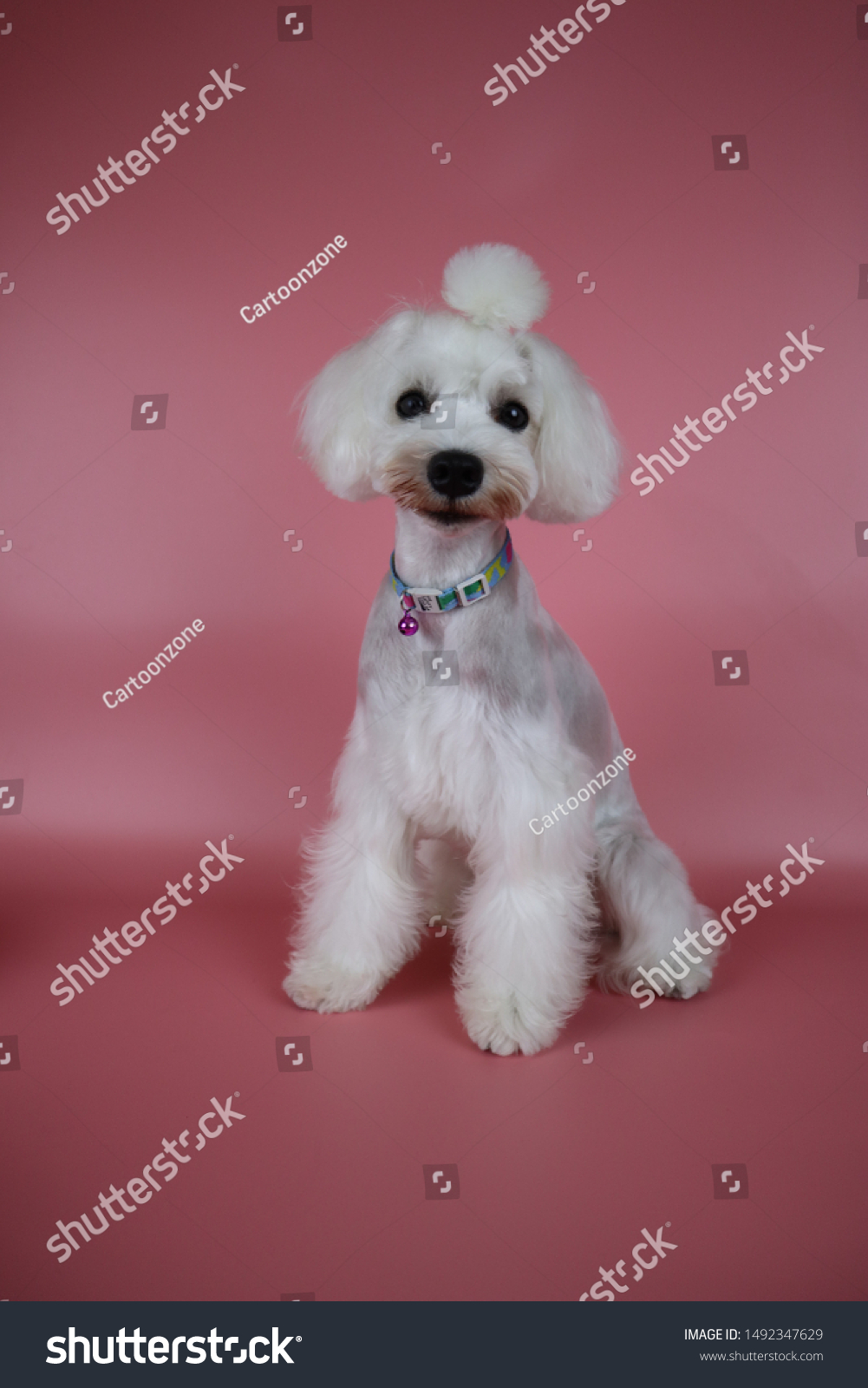 schnauzer dog grooming