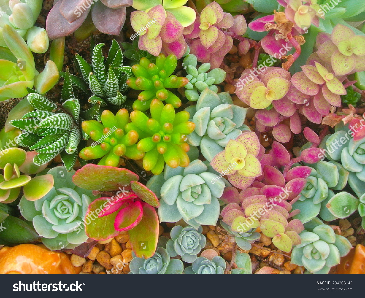 745,486 Succulant plants Images, Stock Photos & Vectors | Shutterstock