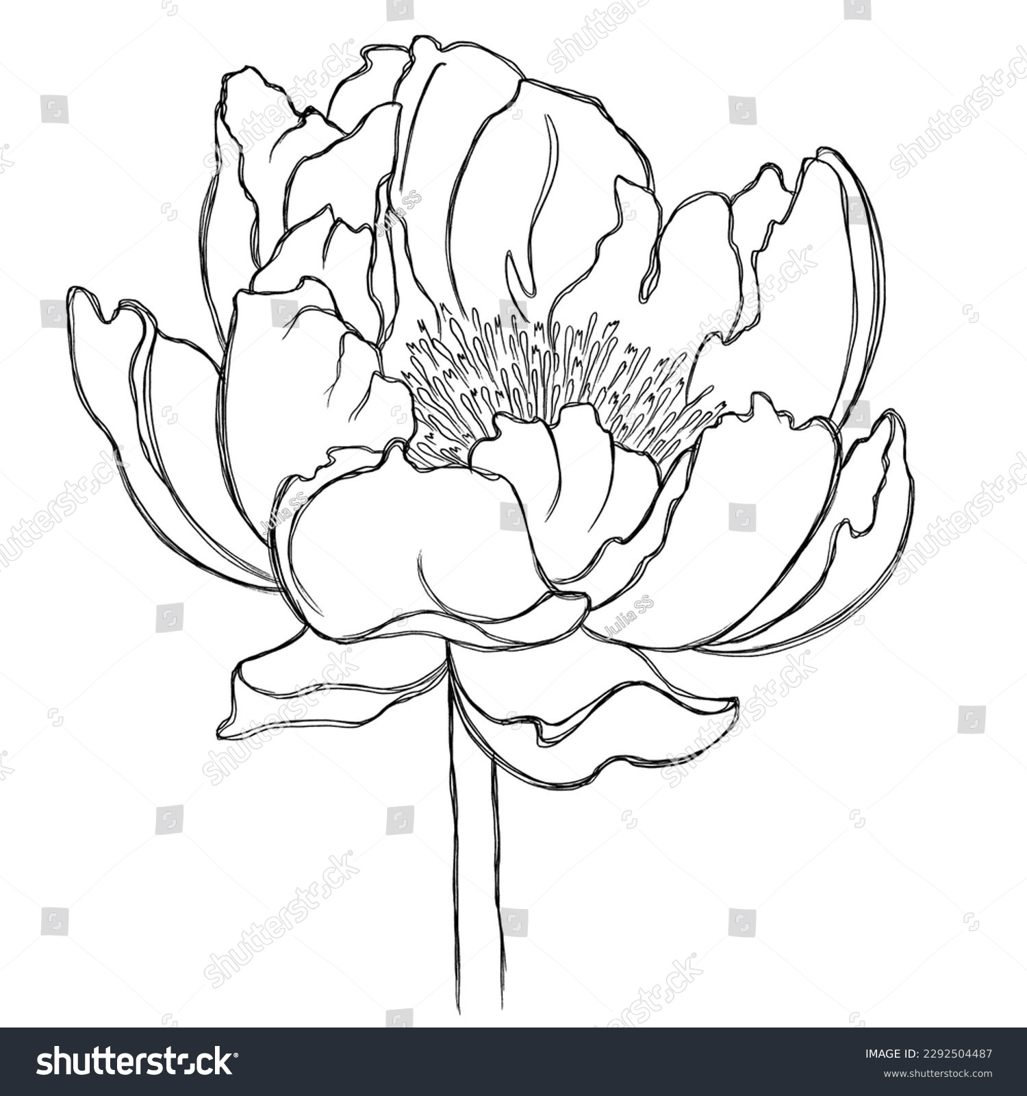 recommend clip art: Minimalist illustration of a peony. Sketch of peony flower with lines. Sketch for printing on cards, posters, stationery and other accessories.