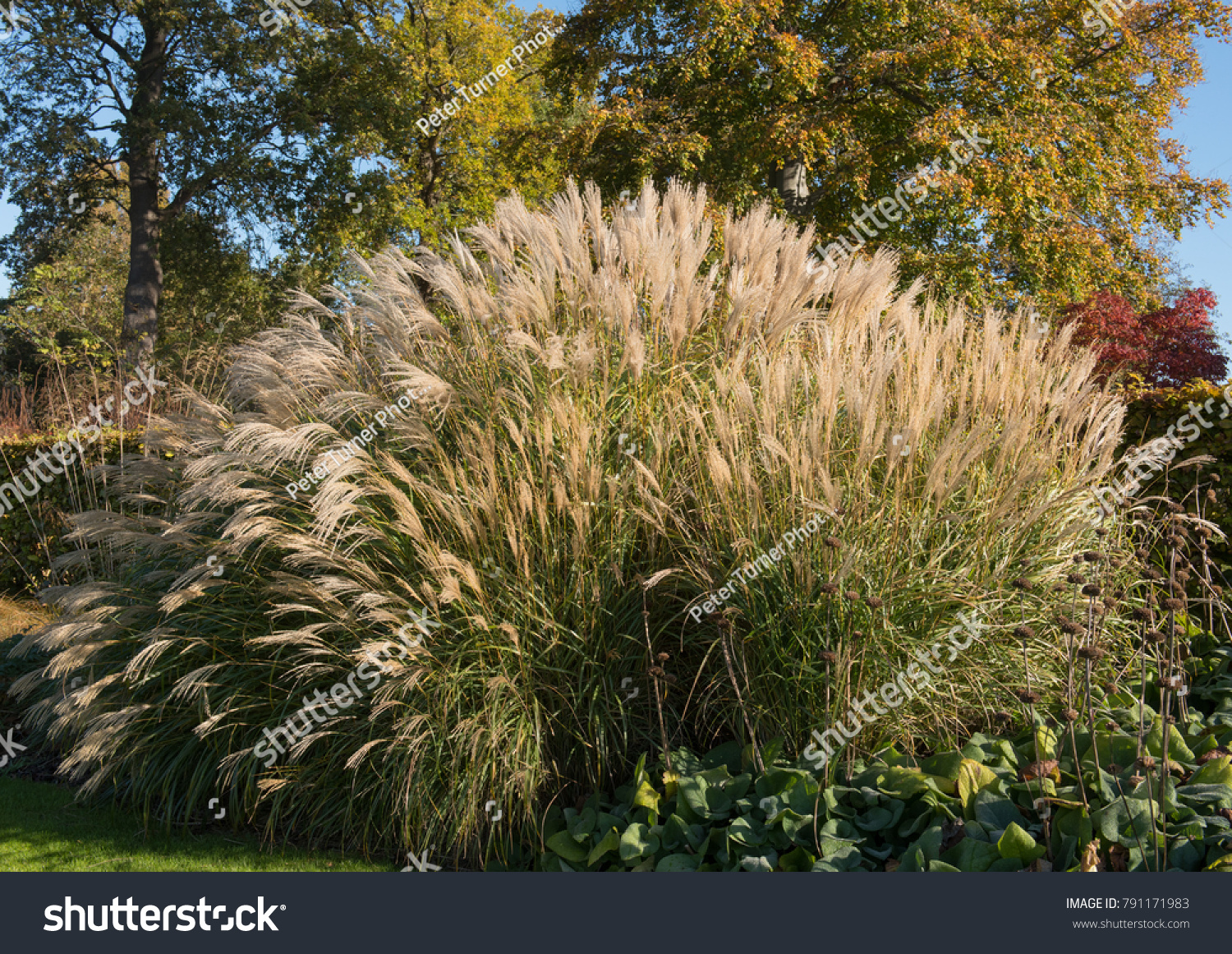 Miscanthus Sinensis Maiden Grass Country Cottage Stock Photo 791171983 ...