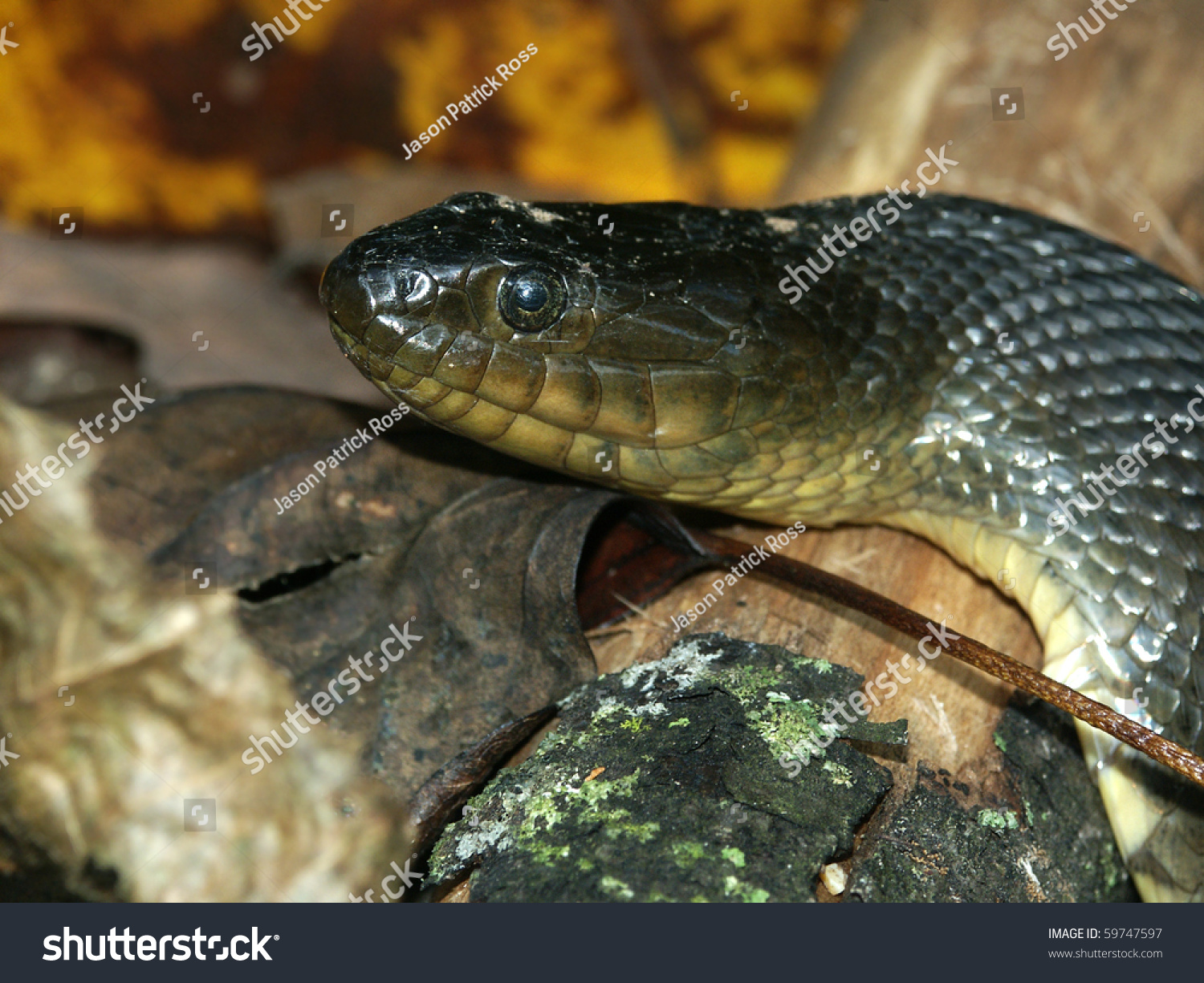 11 Southern watersnake Images, Stock Photos & Vectors | Shutterstock