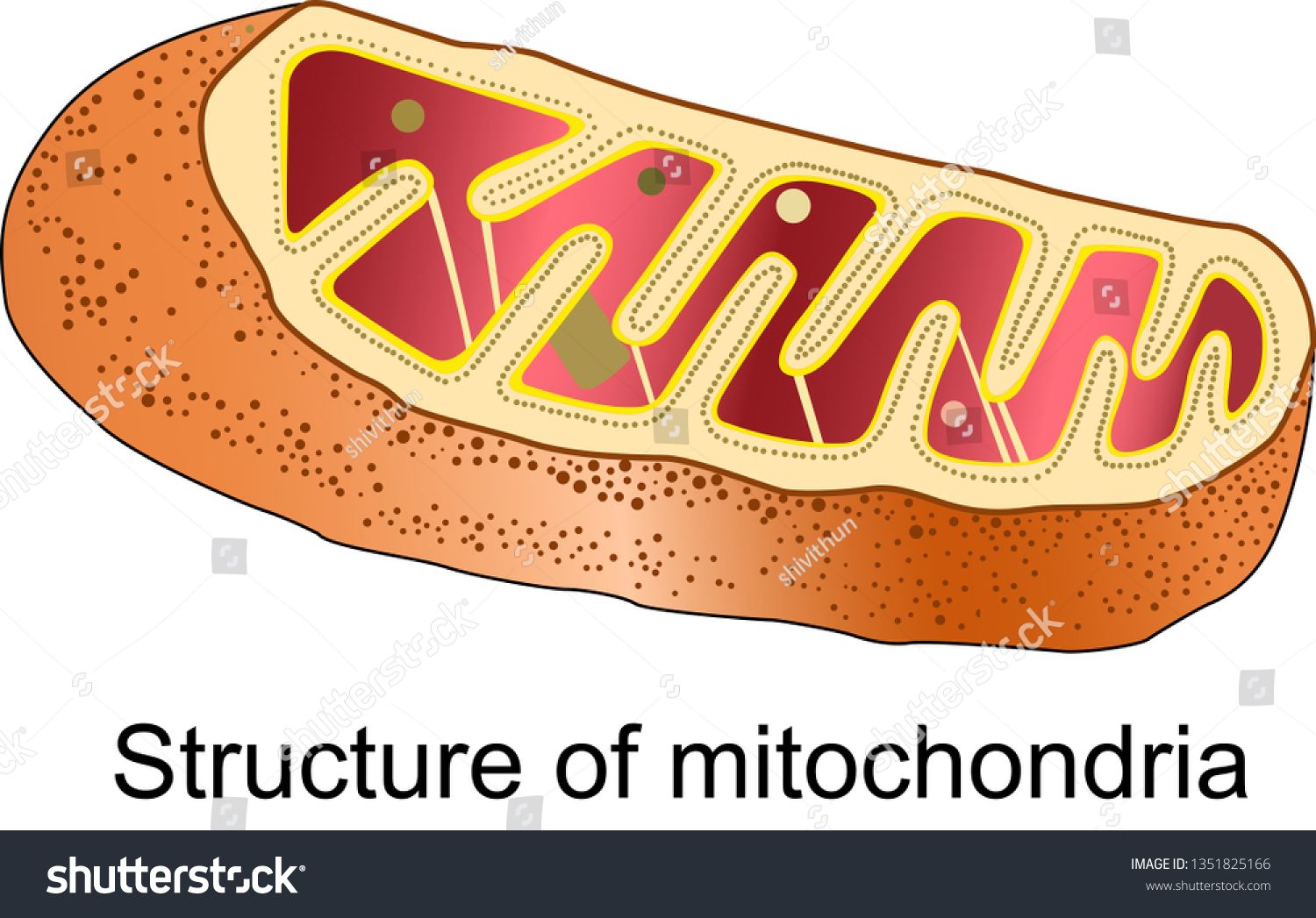 Mitochondria Anatomy Structure Stock Illustration 1351825166