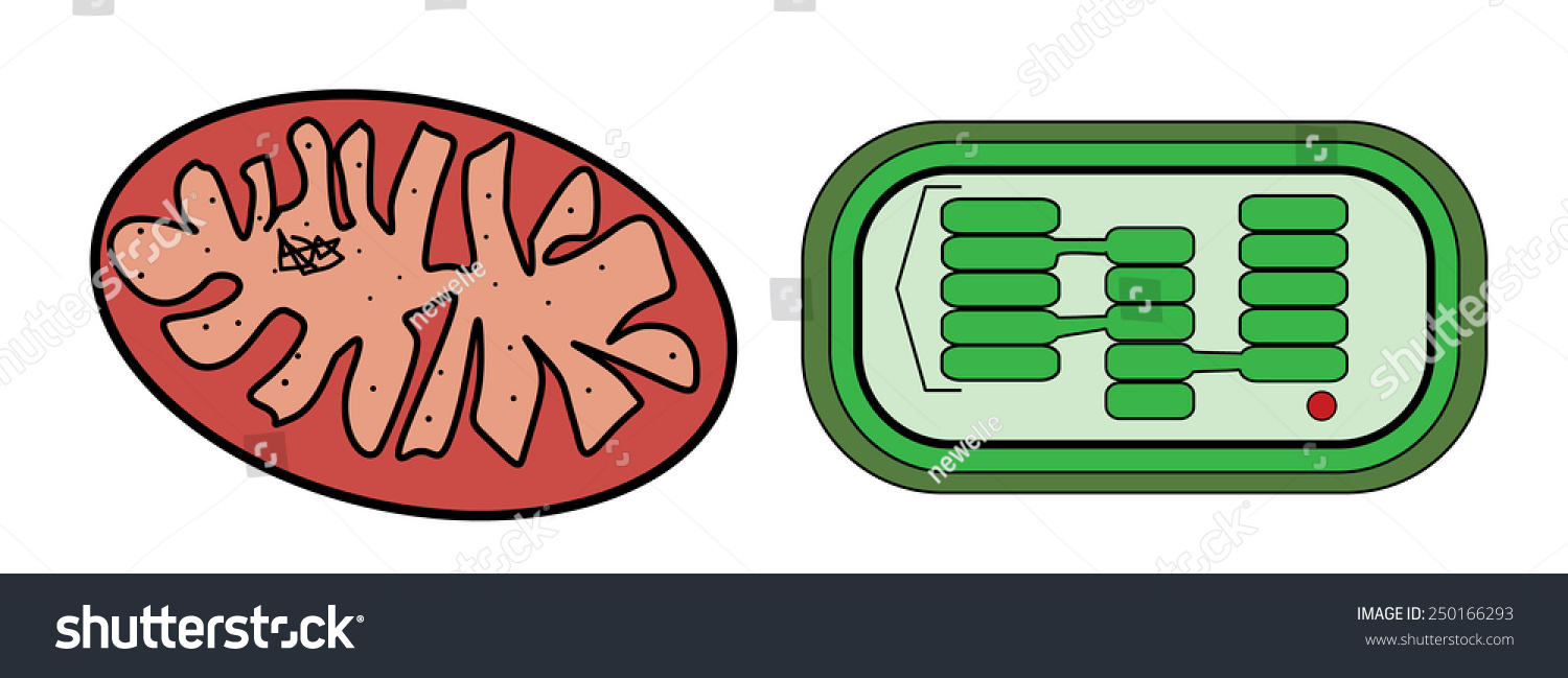 Mitochondria Chloroplast Scheme Stock Illustration 250166293 - Shutterstock