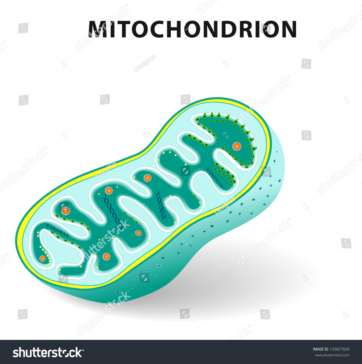 Mitochondria Mitochondrion Generate Most Cells Supply Stock ...