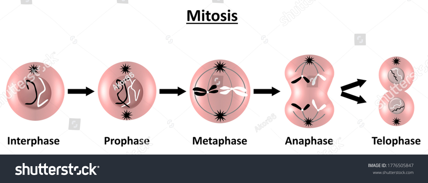 Ilustrasi Stok Mitosis Part Cell Cycle When Replicated 1776505847 ...