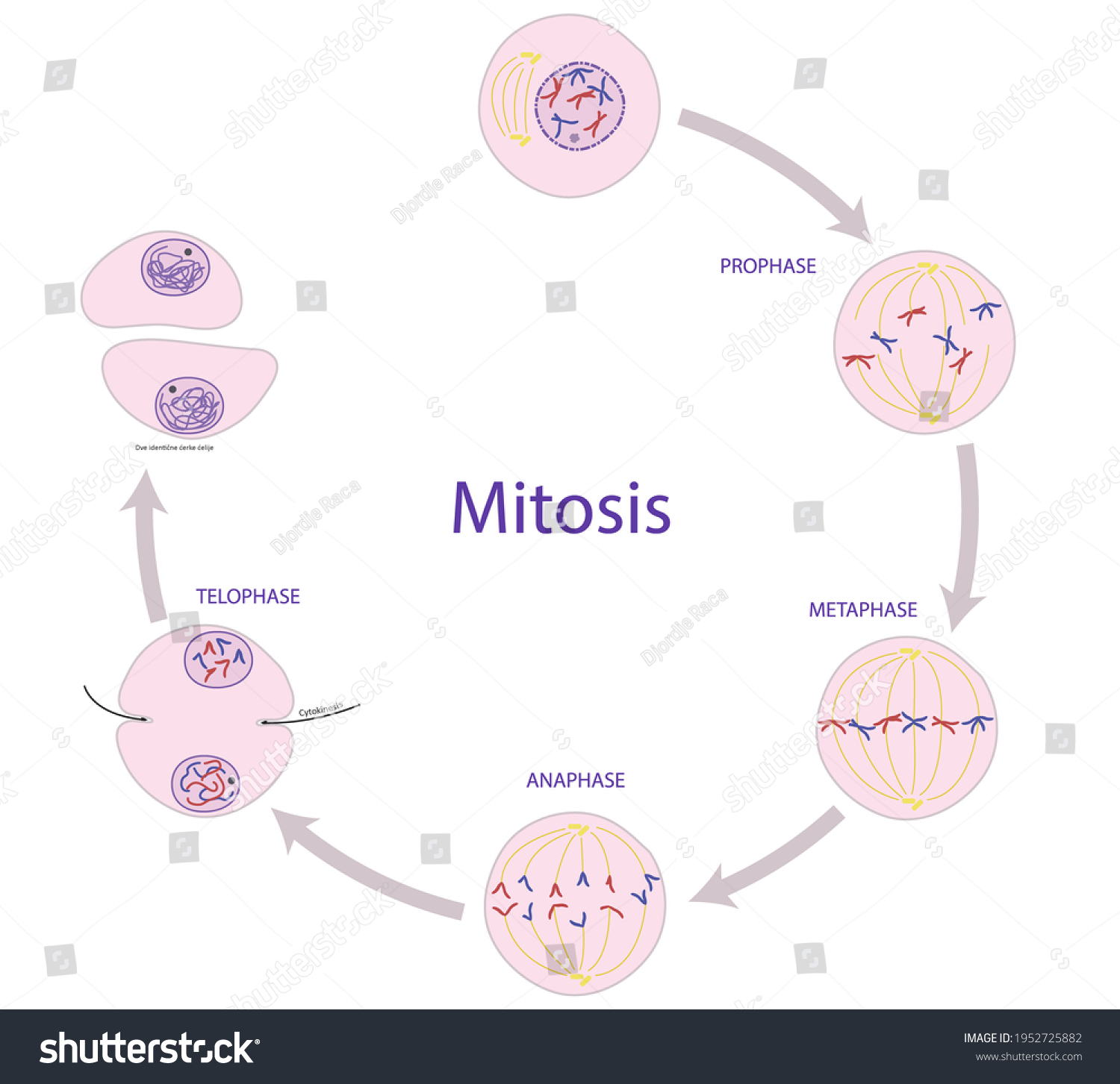 Mitosis Process Somatic Nonreproductive Cell Division Stock ...