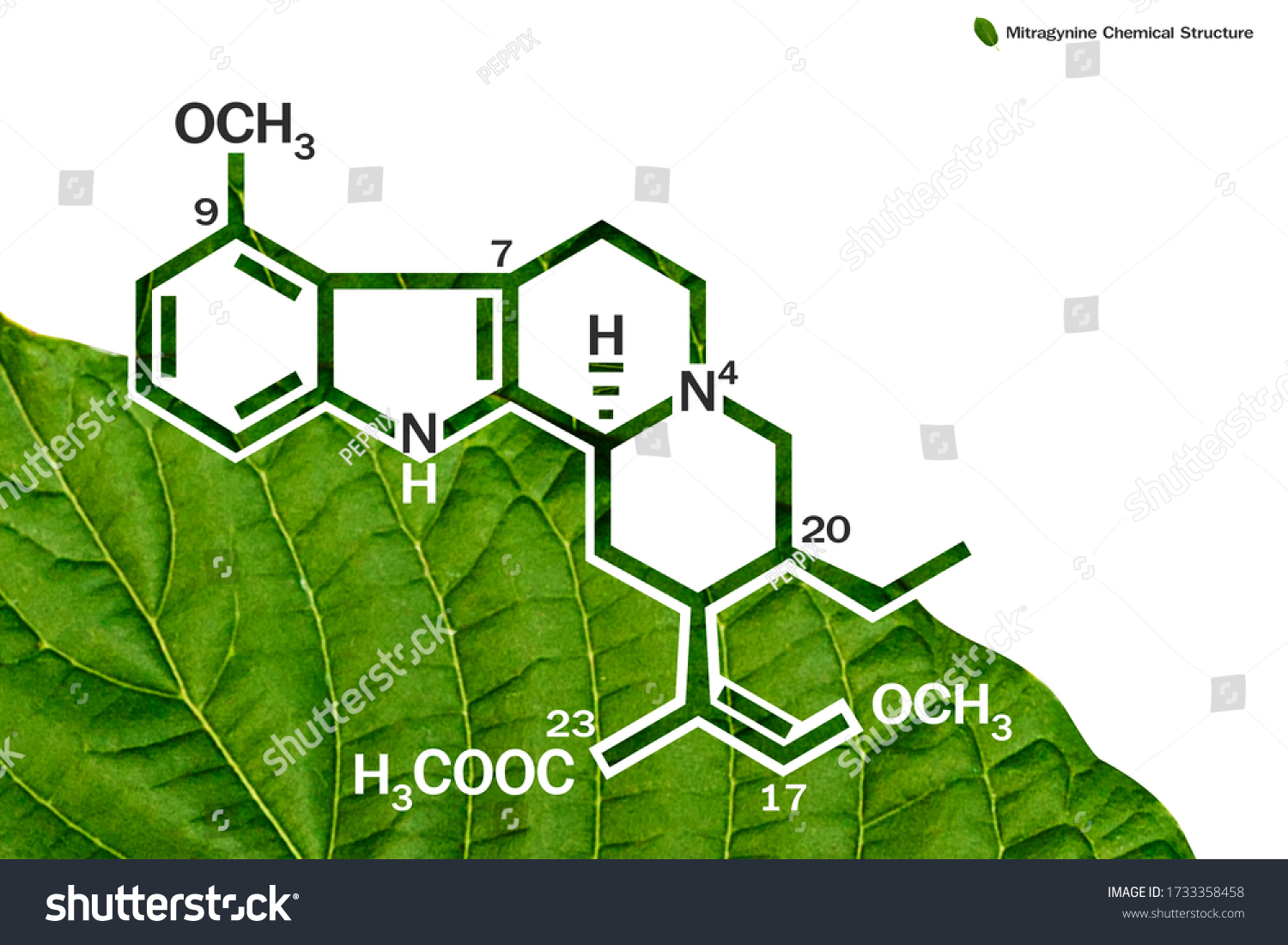 Mitragyna Speciosa Kratom Leaves Chemical Structure Stock Illustration 1733358458