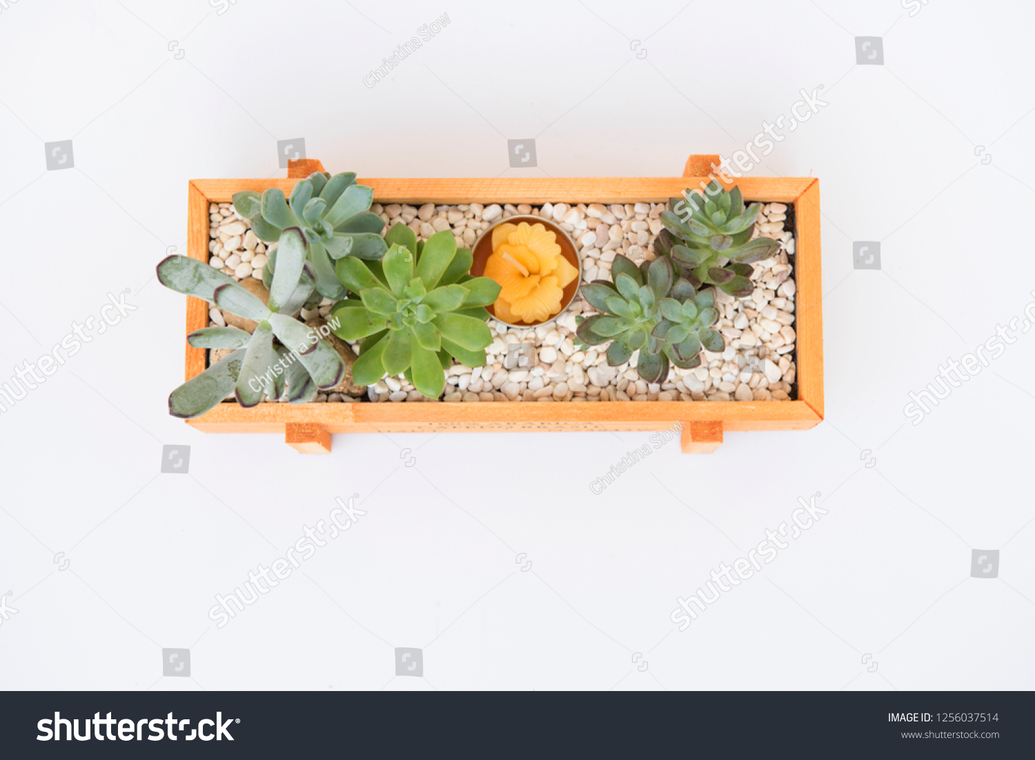 Mix Succulent Plants Arrangement Orange Color Stock Photo Edit Now 1256037514