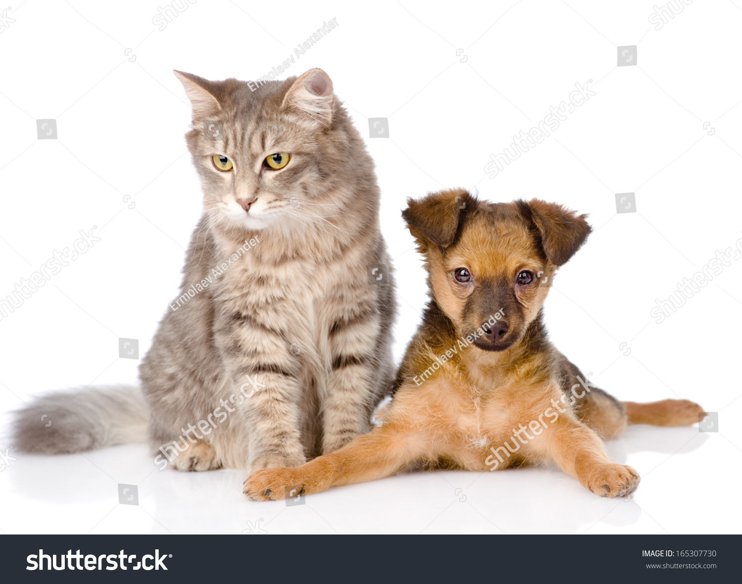 Mixed Bred Puppy And Gray Cat Together. Isolated On White Background ...